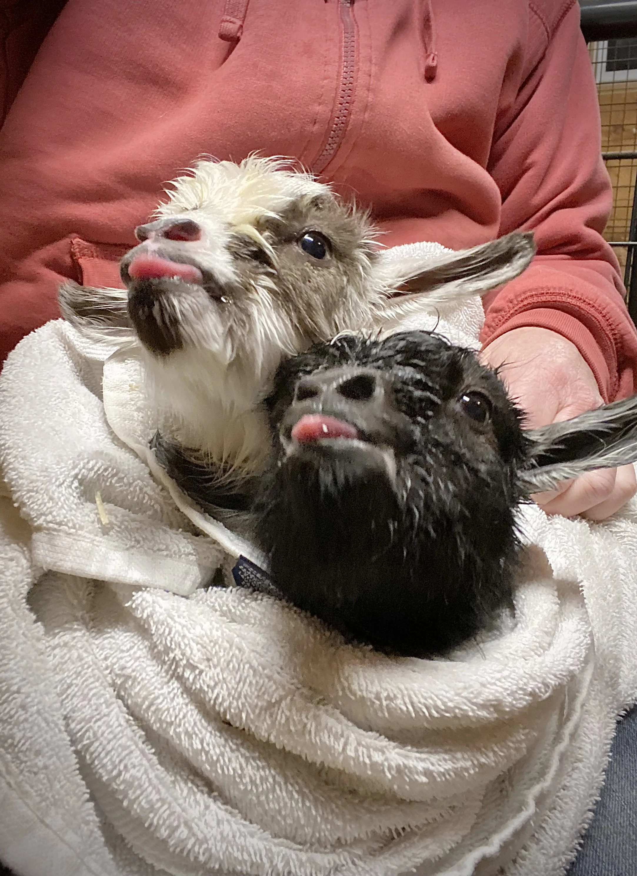 3/7/2025 - Newborn Monkey See w/twin Monkey Do