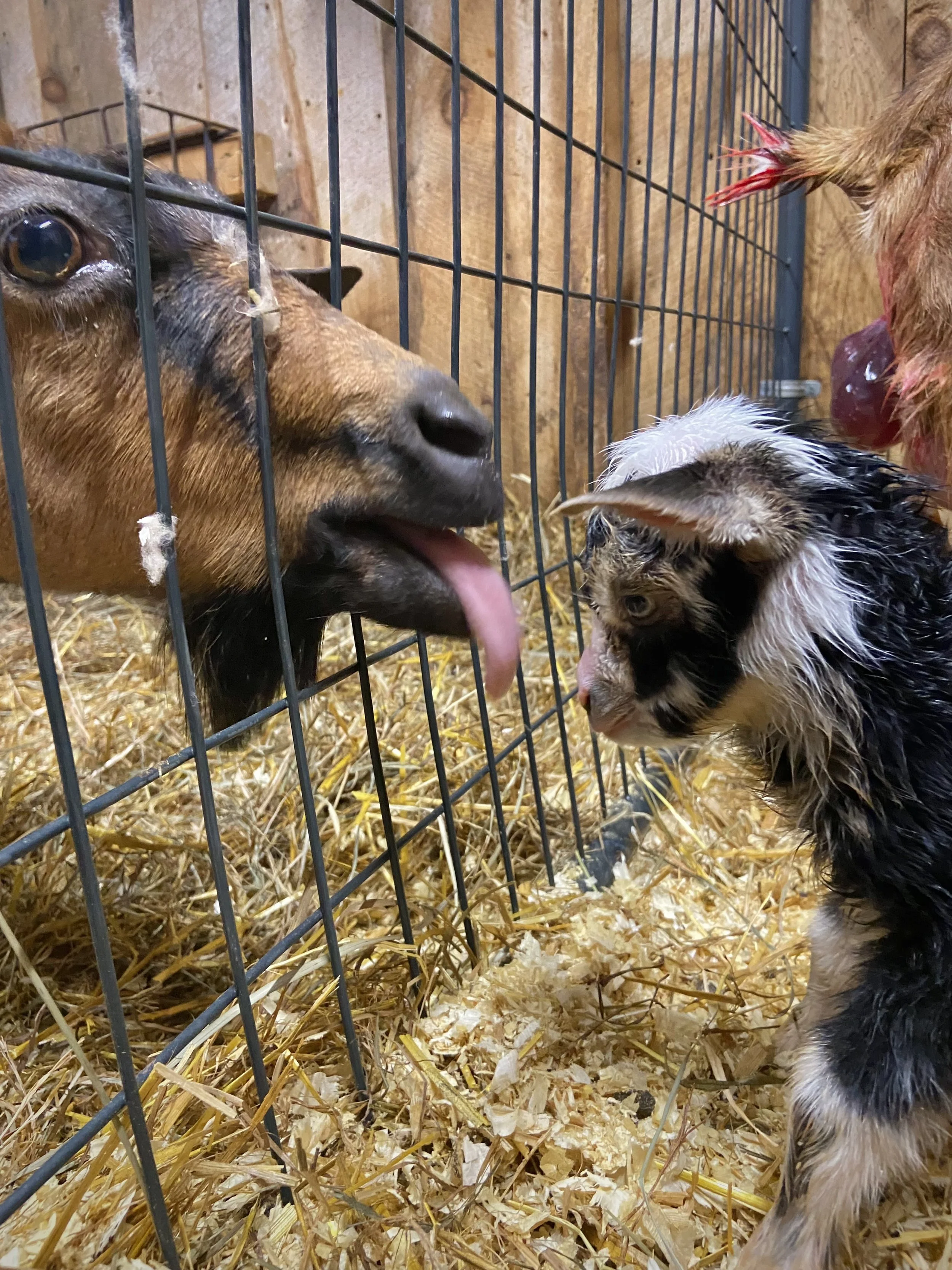 March 7th, 2025 - Skinny Chic really wishing that was her baby