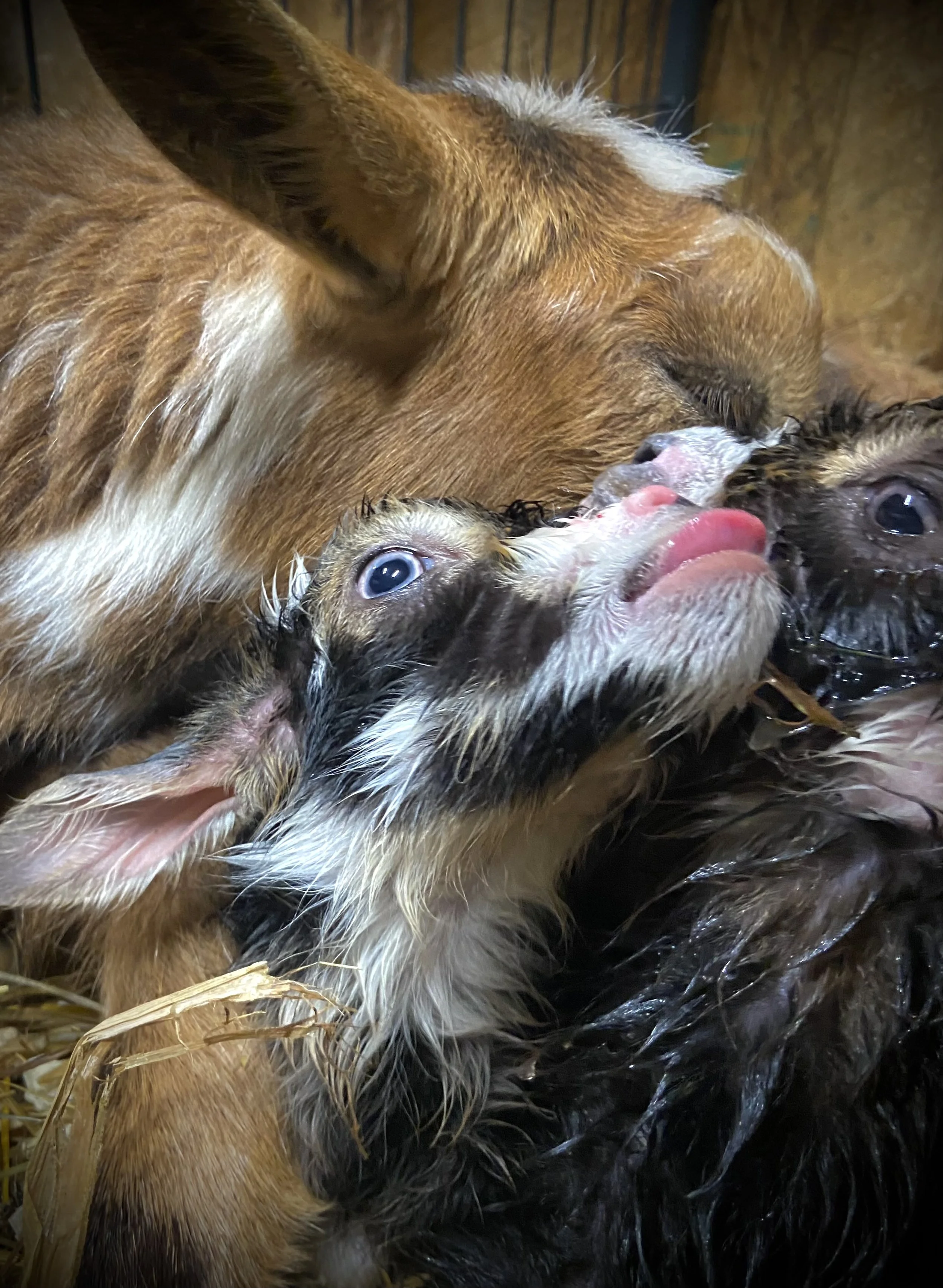 March 7th - During her first ever labor