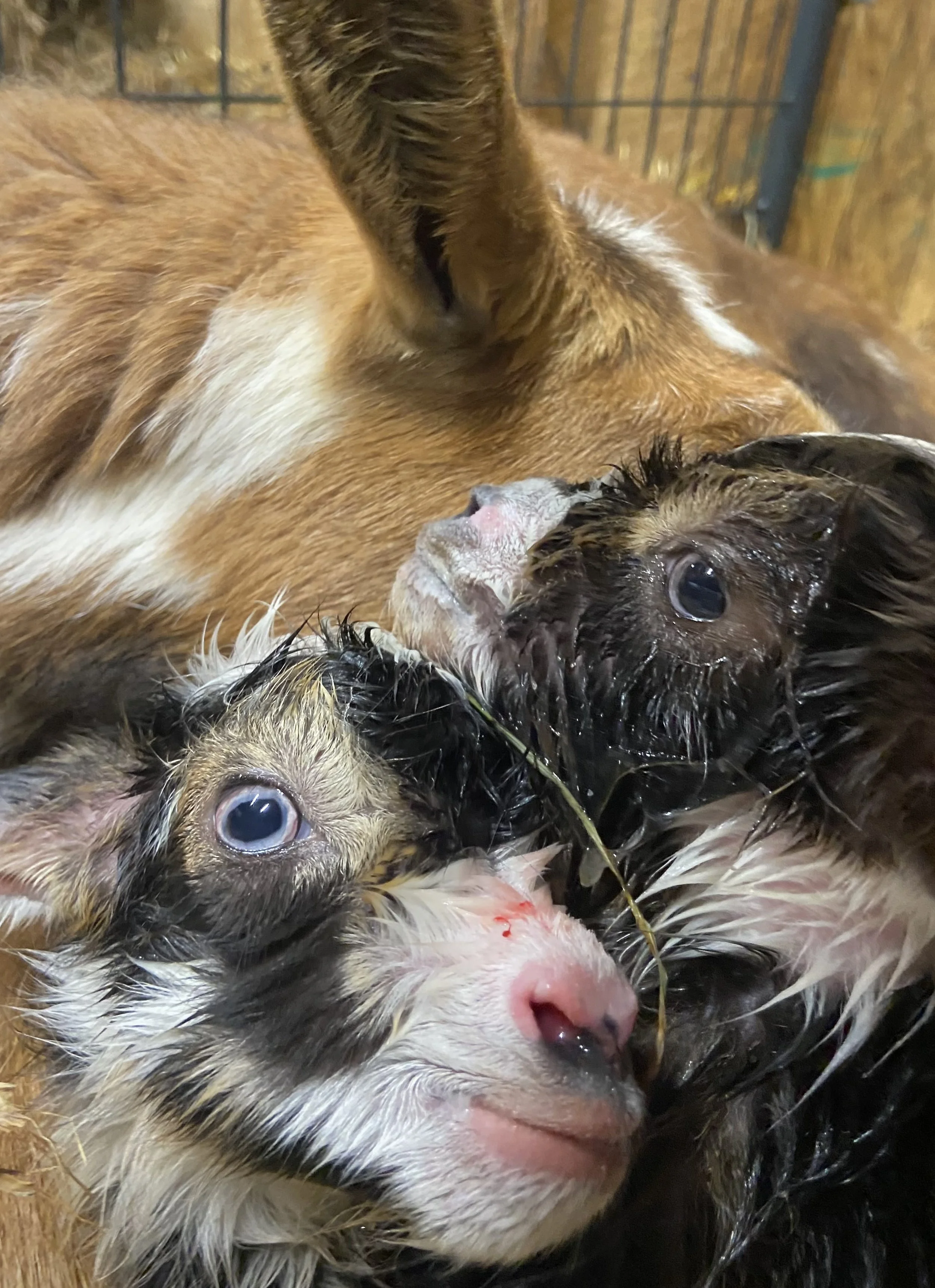 March 7th - During her first ever labor