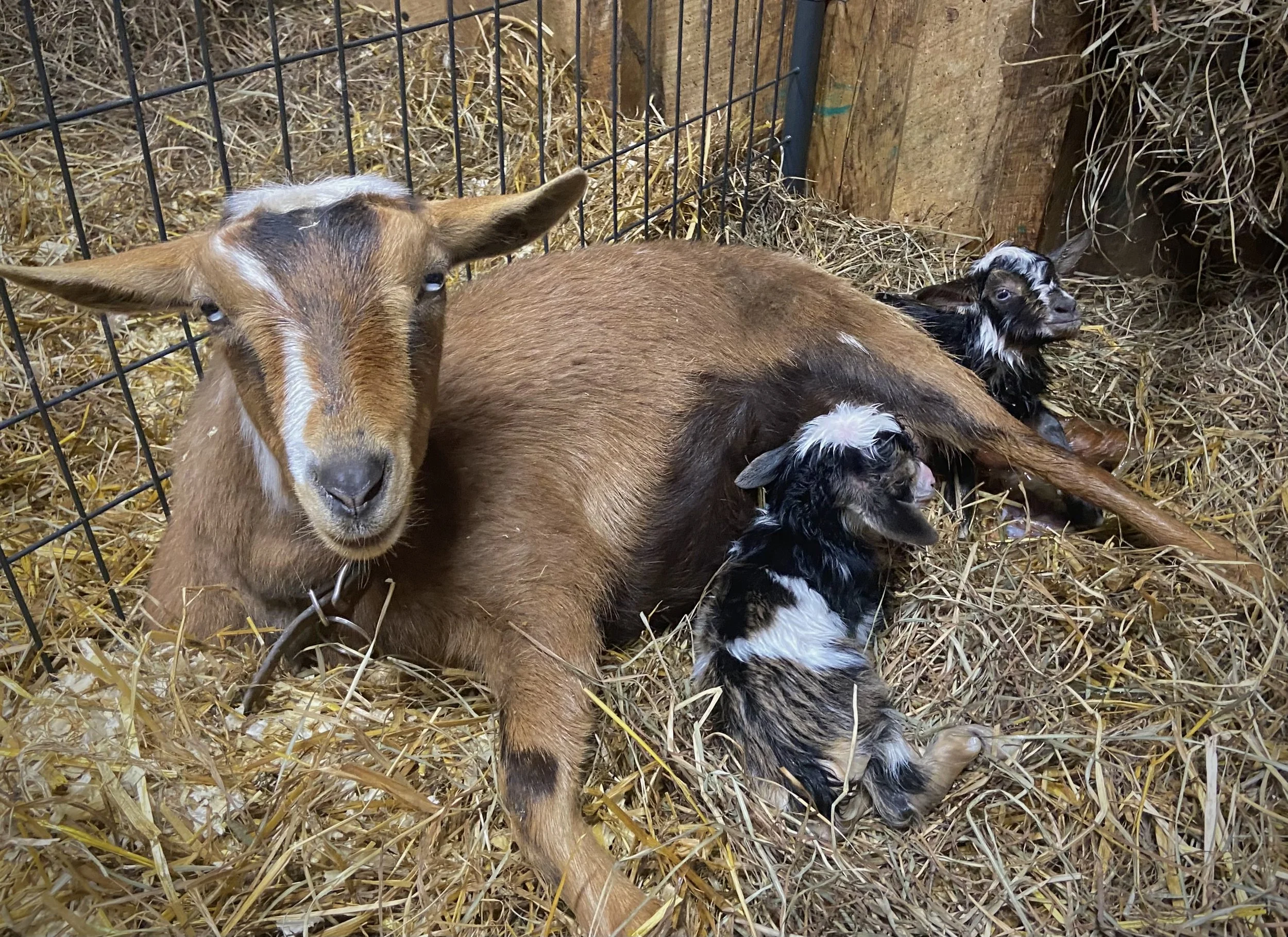 March 7th - During her first ever labor