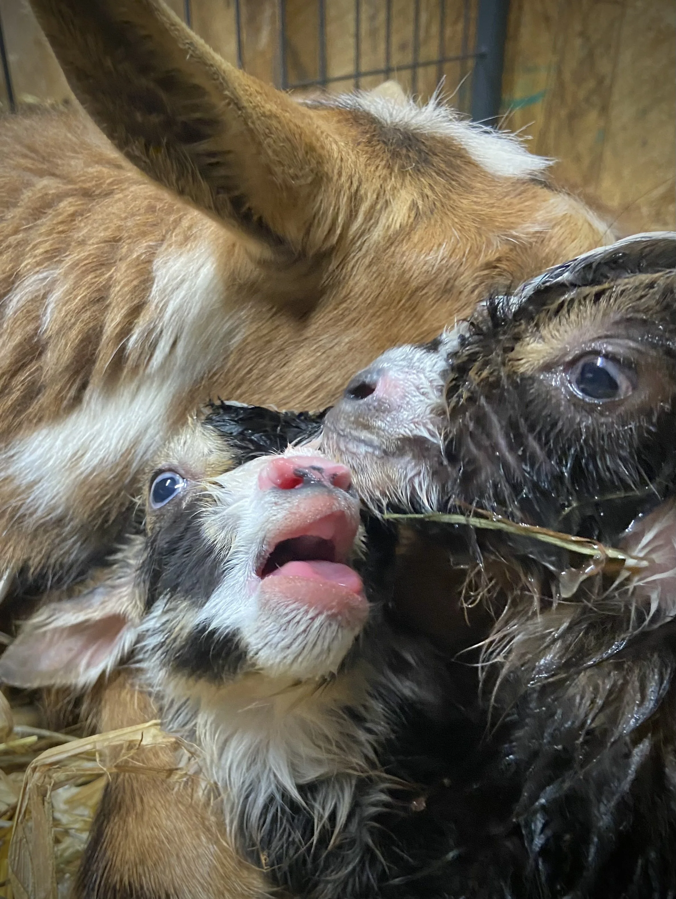 March 7th - During her first ever labor