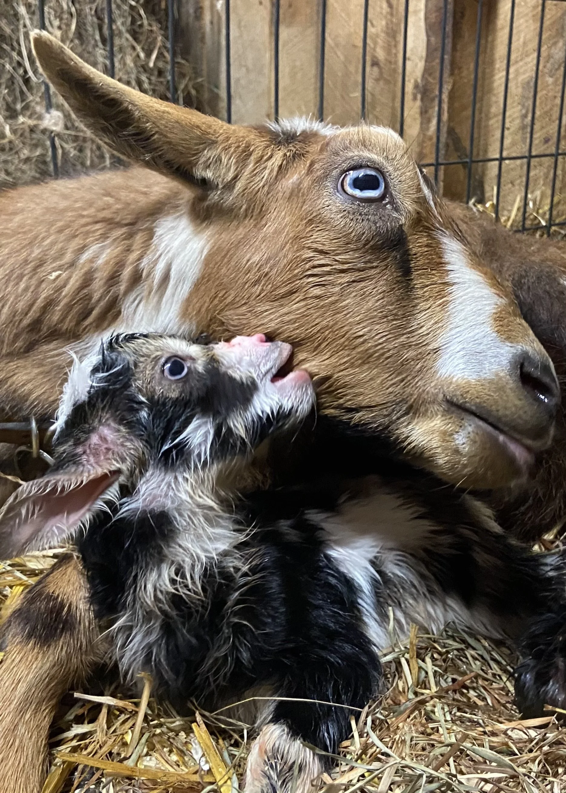 March 7th - During her first ever labor