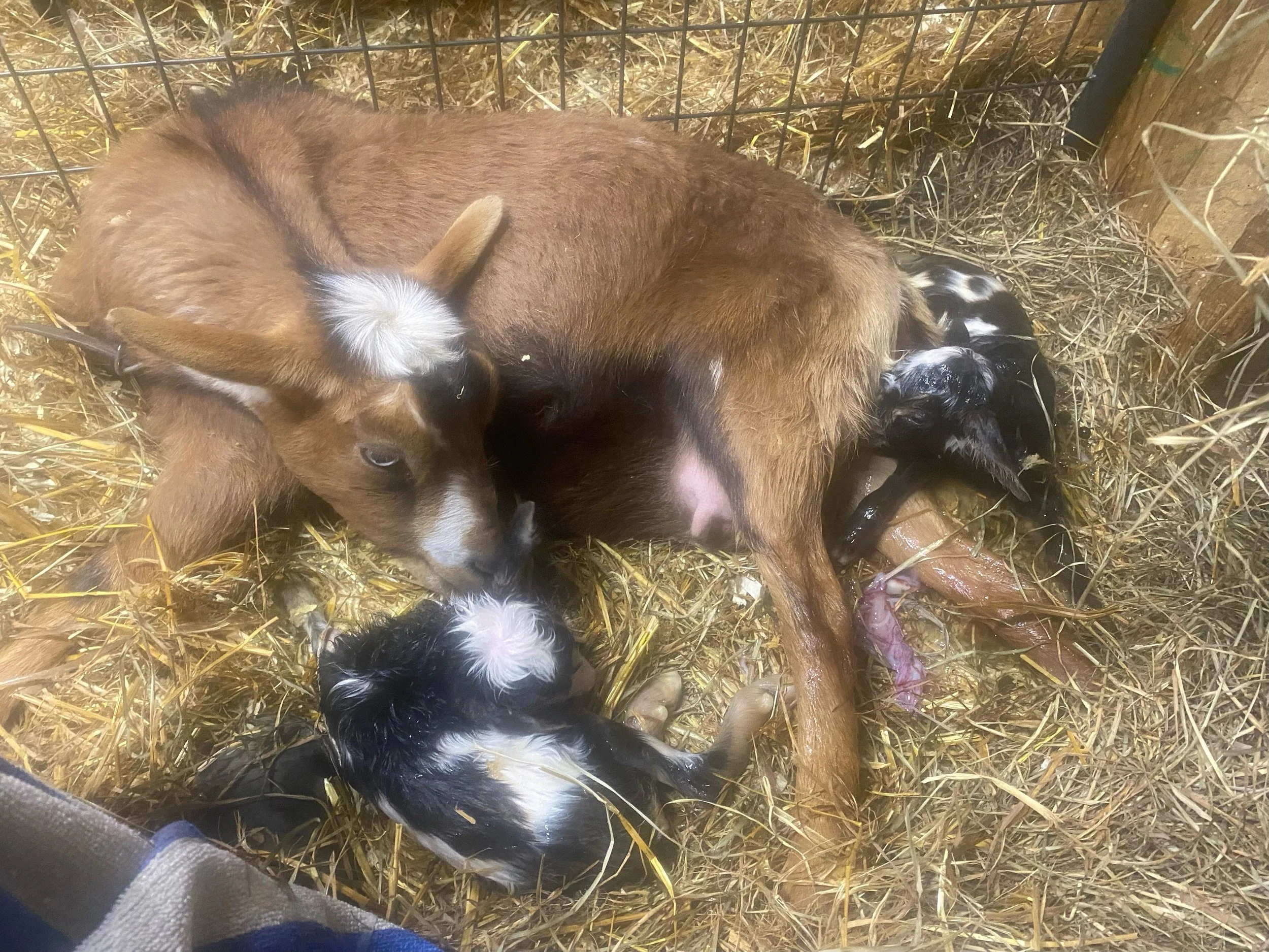 March 7th - During her first ever labor