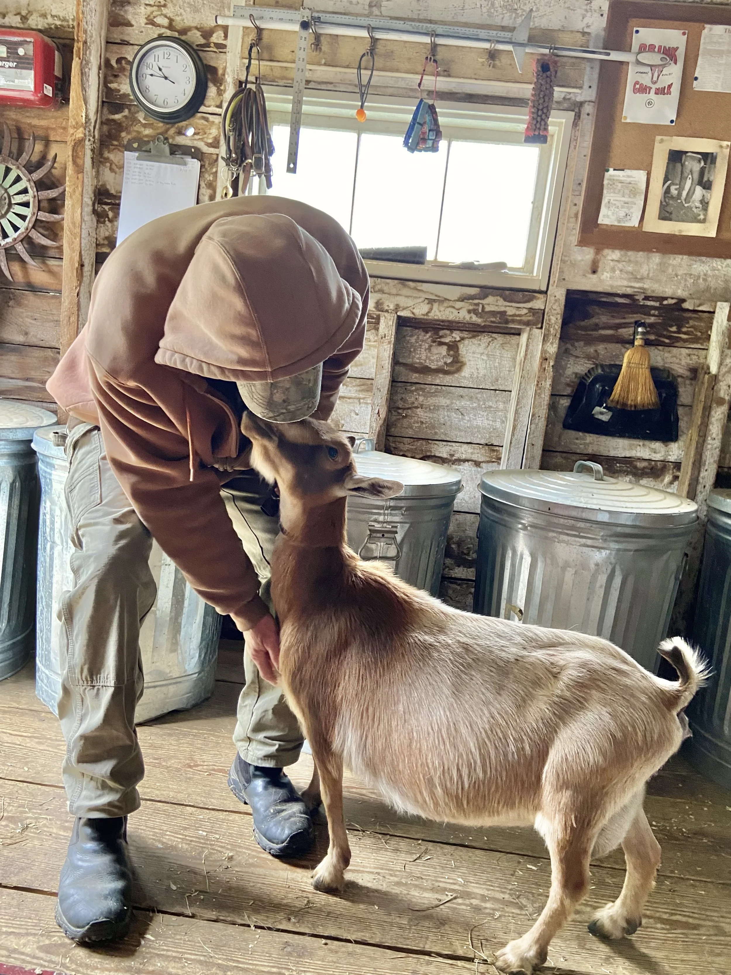 Gazelle getting some love - June 5th, 2023