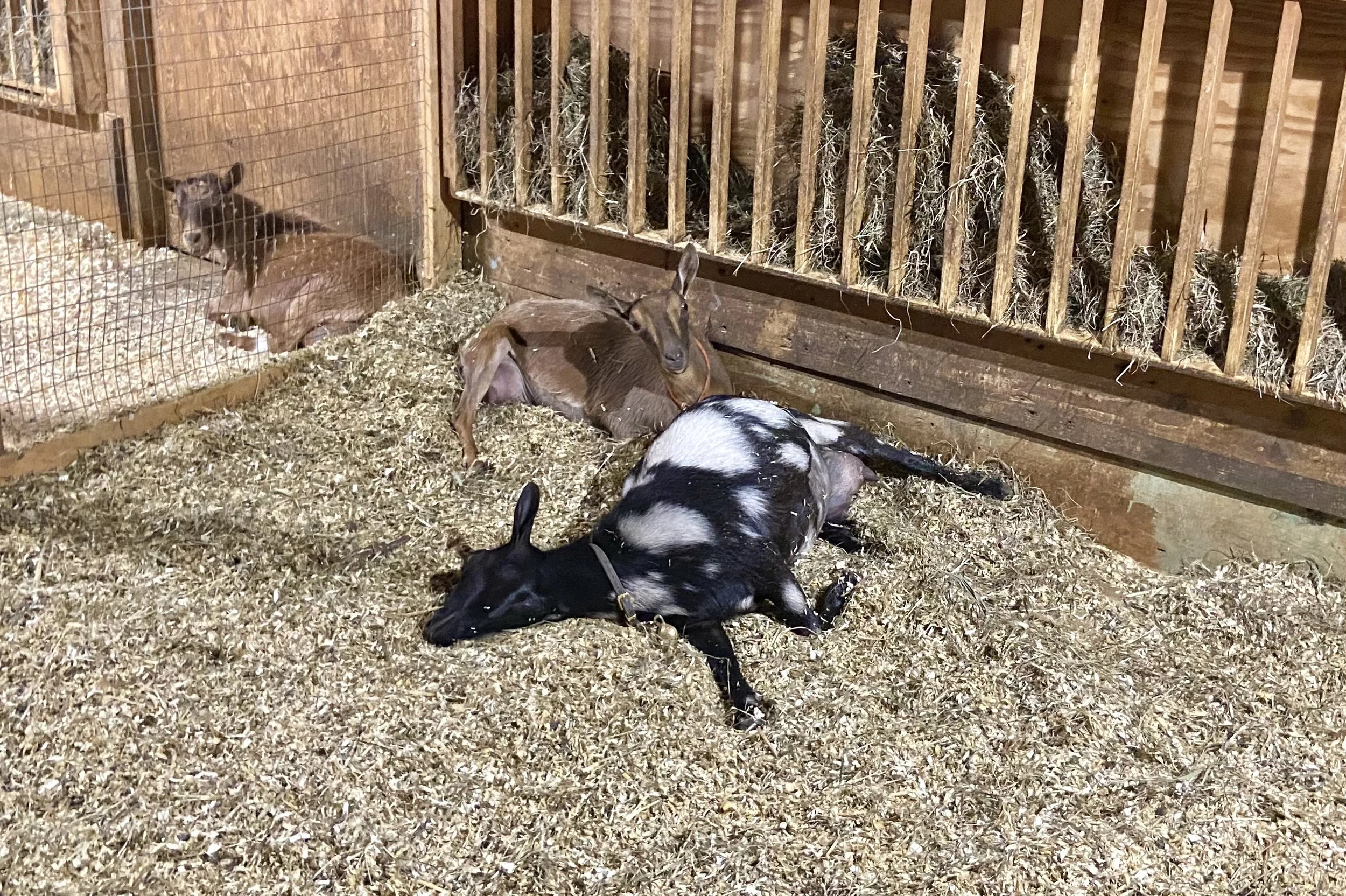 Kate playing dead - 6/1/2023