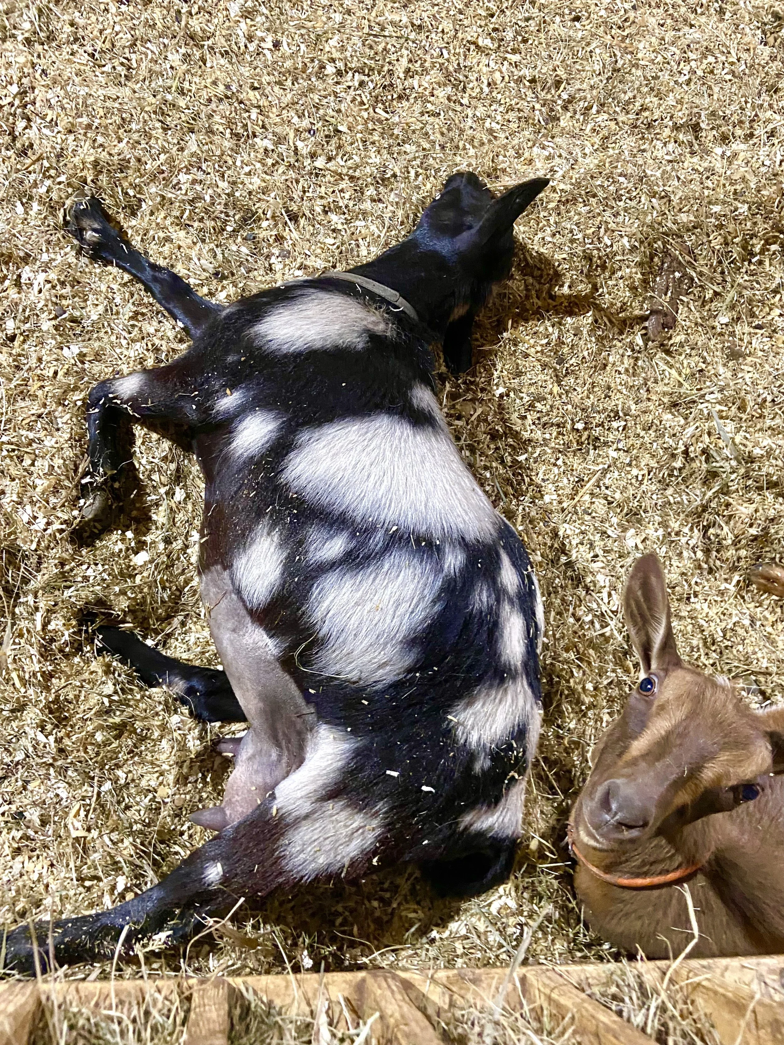 Kate playing dead - 6/1/2023