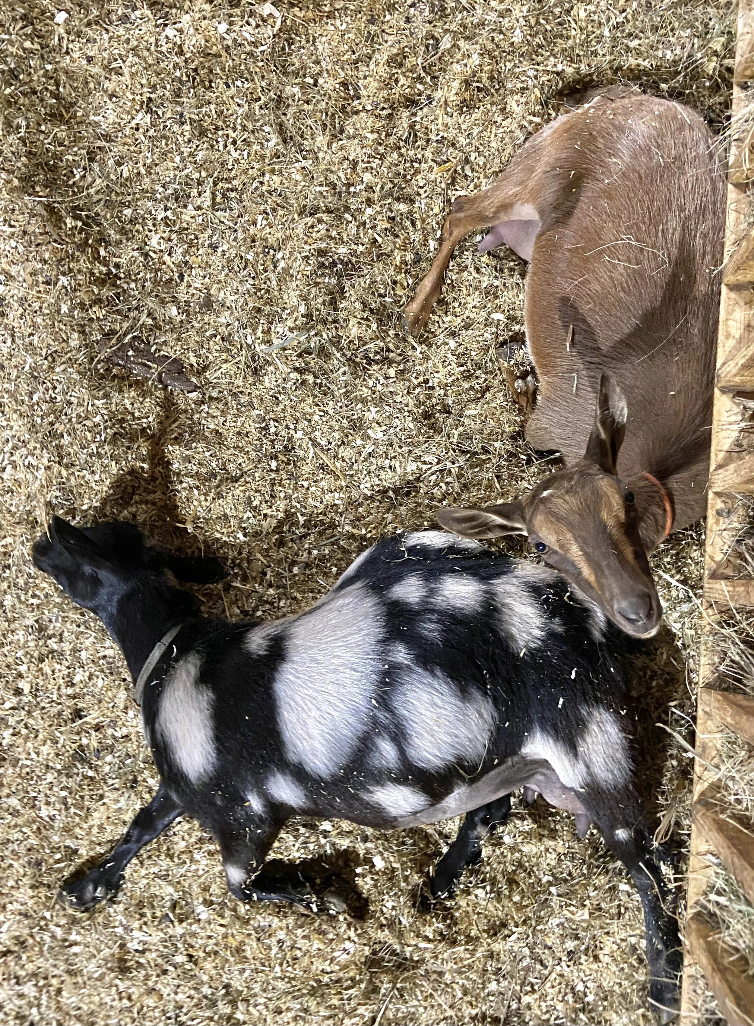 Kate playing dead - 6/1/2023