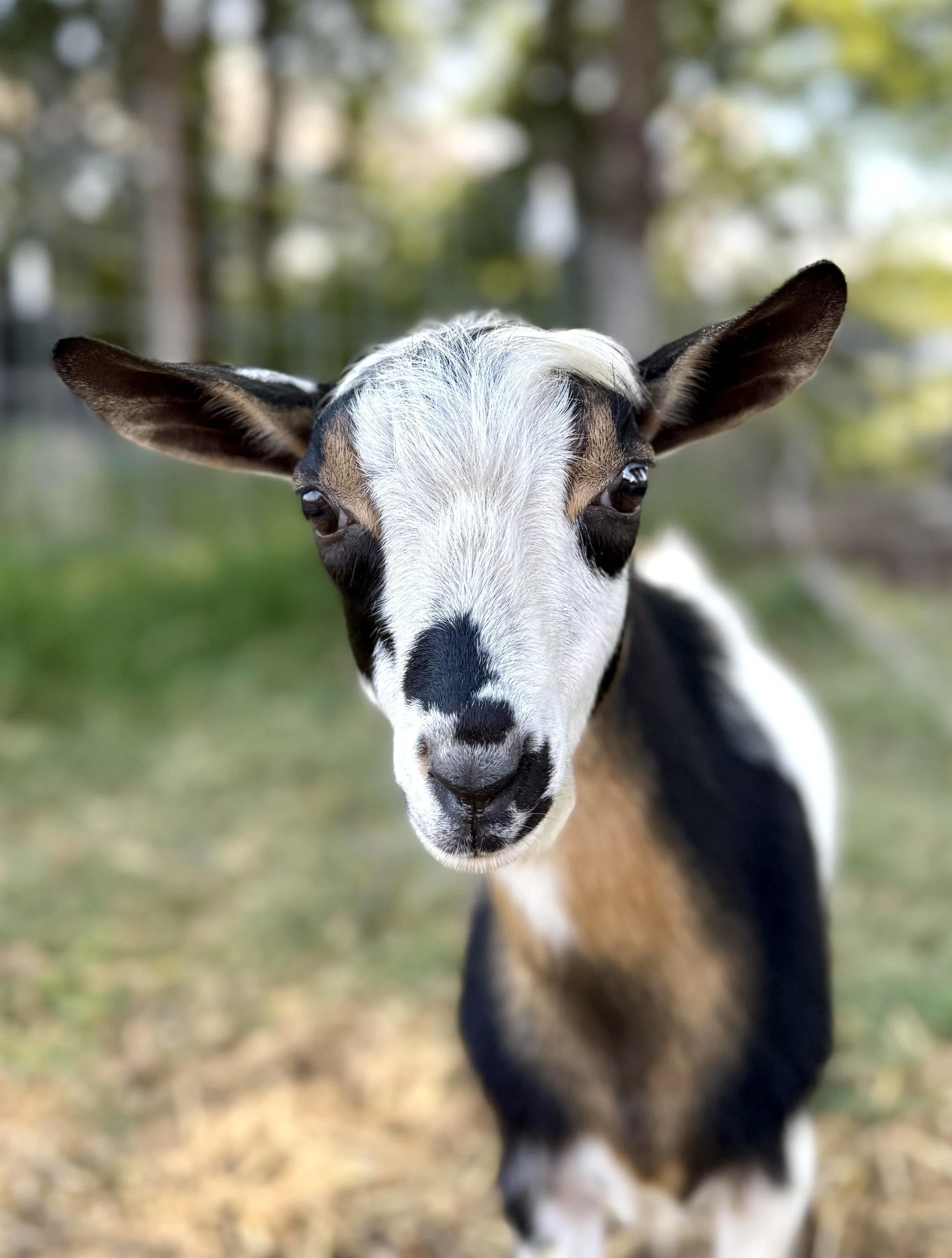 August 16th, 2025 -the Magnet in his new home