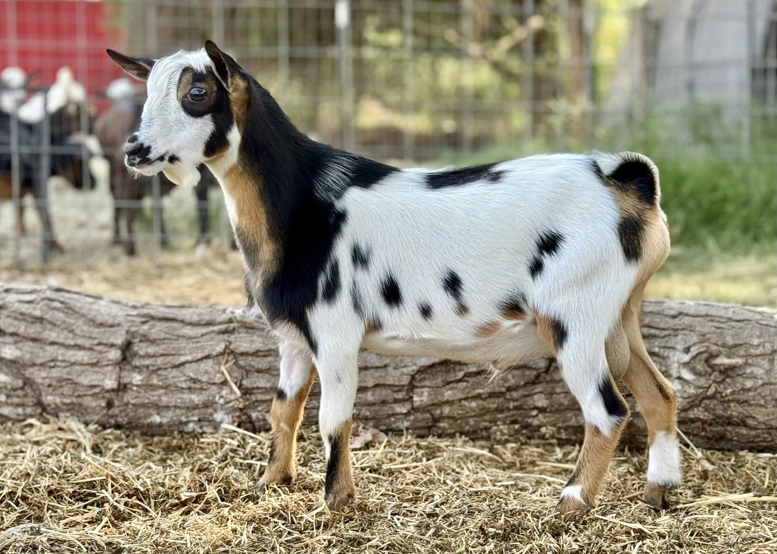 August 16th, 2025 - the Magnet in his new home.