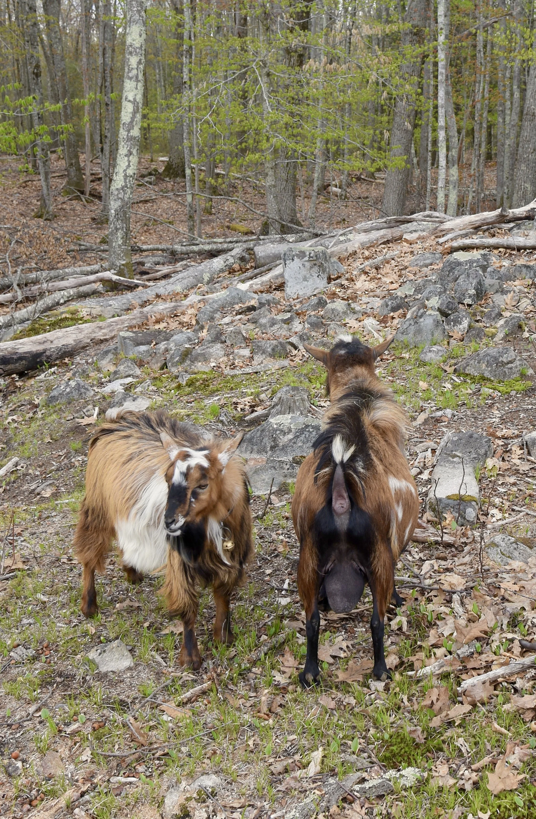 May 8th, 2021 - Alec w/ Stag Knight