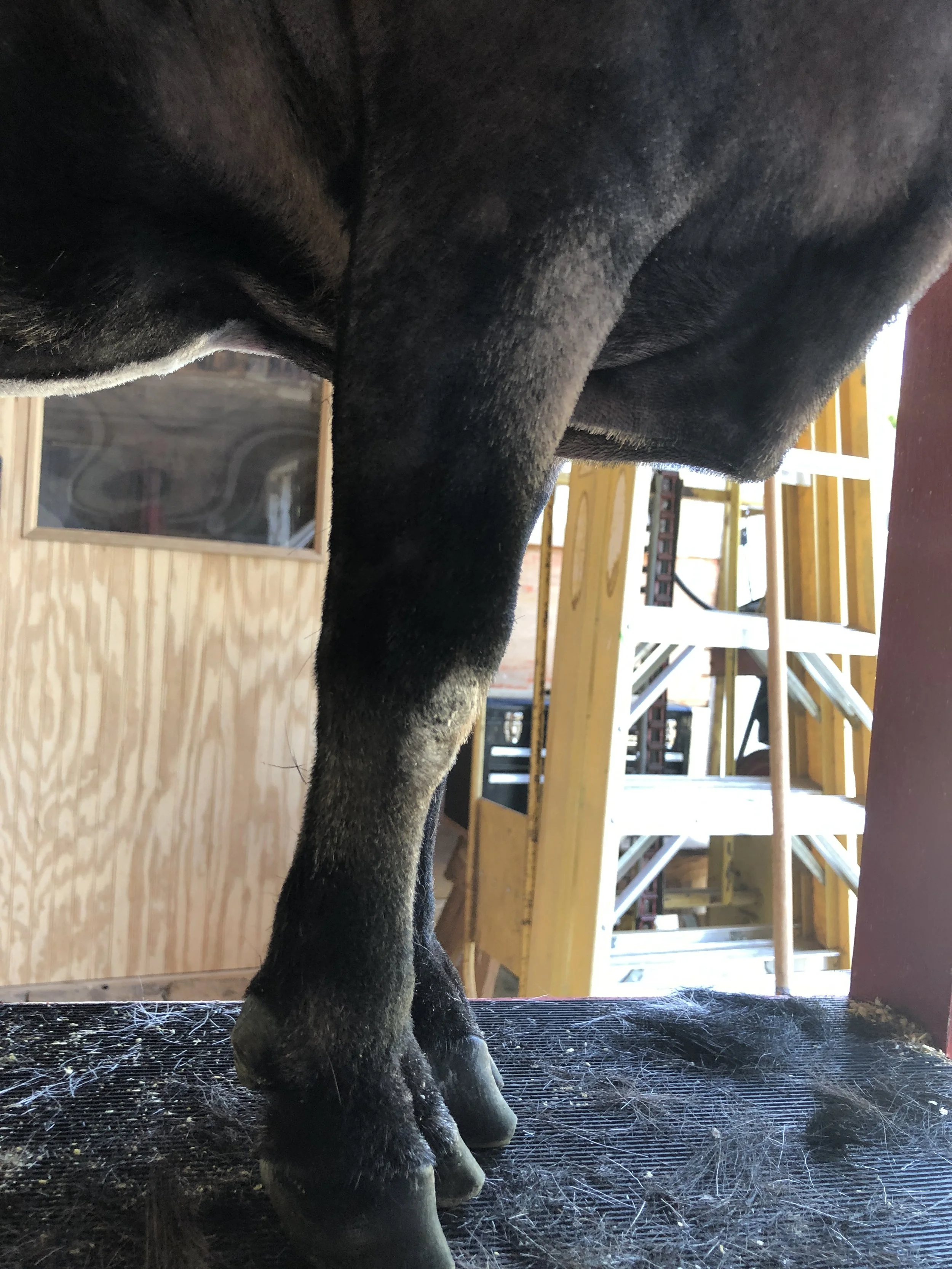 June 7th, 2021 - Darius's leg totally recovered from his INJURY!