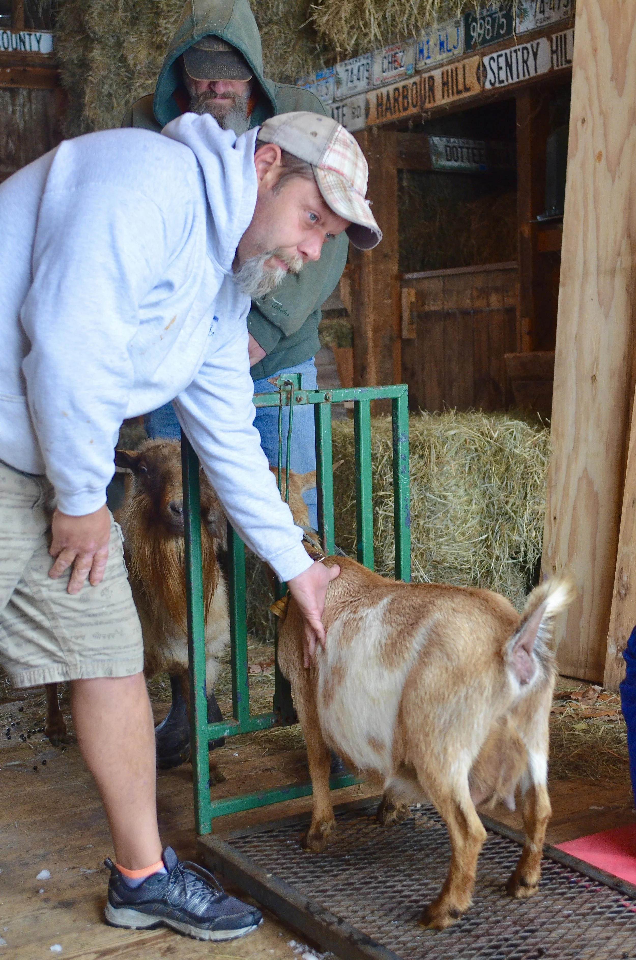 November 17th, 2018 - Mark Stevens w/Hercules on semen collection day