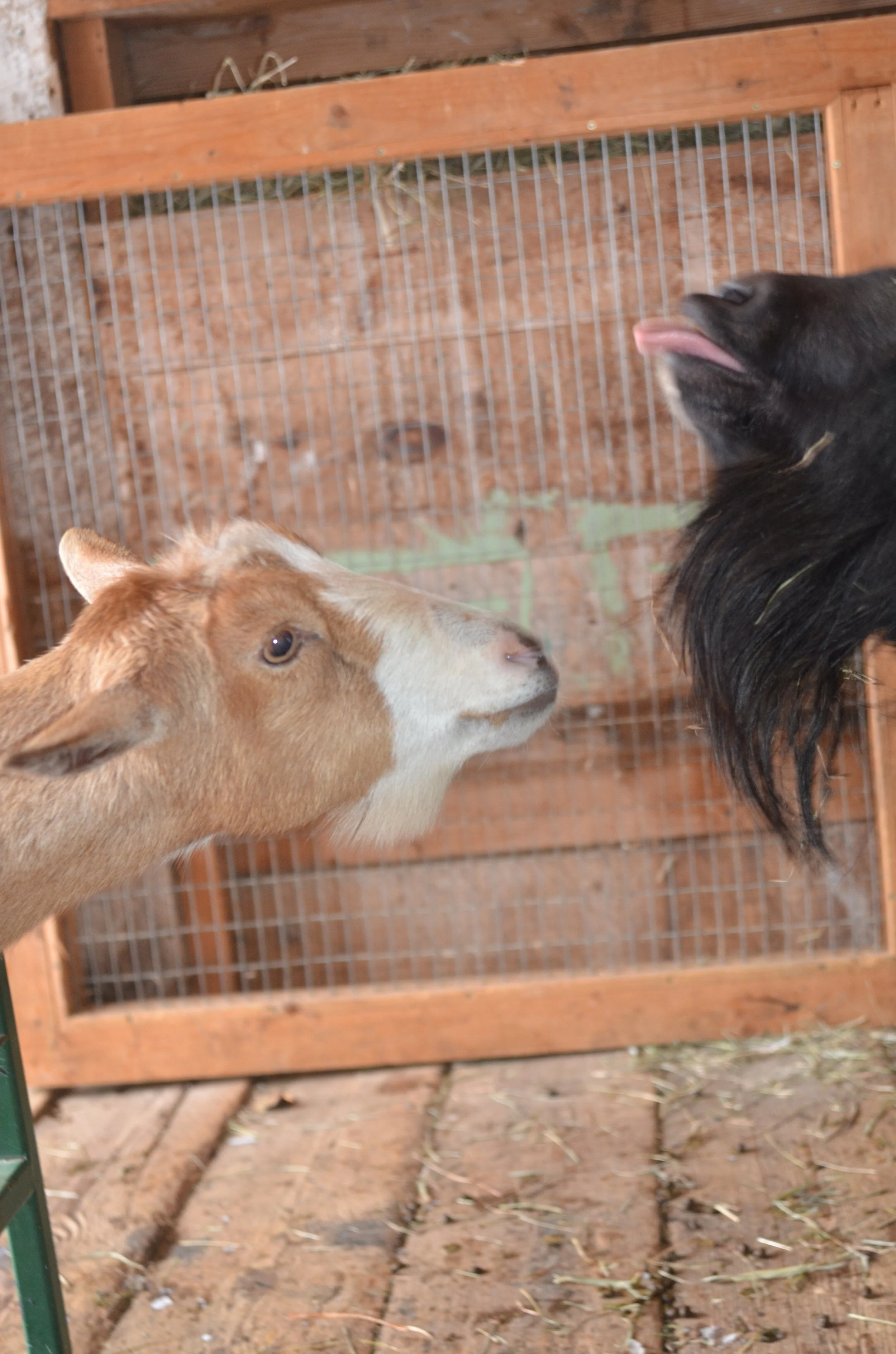 November 17th, 2018 - Katja Quinn &amp; Hercules on semen collection day