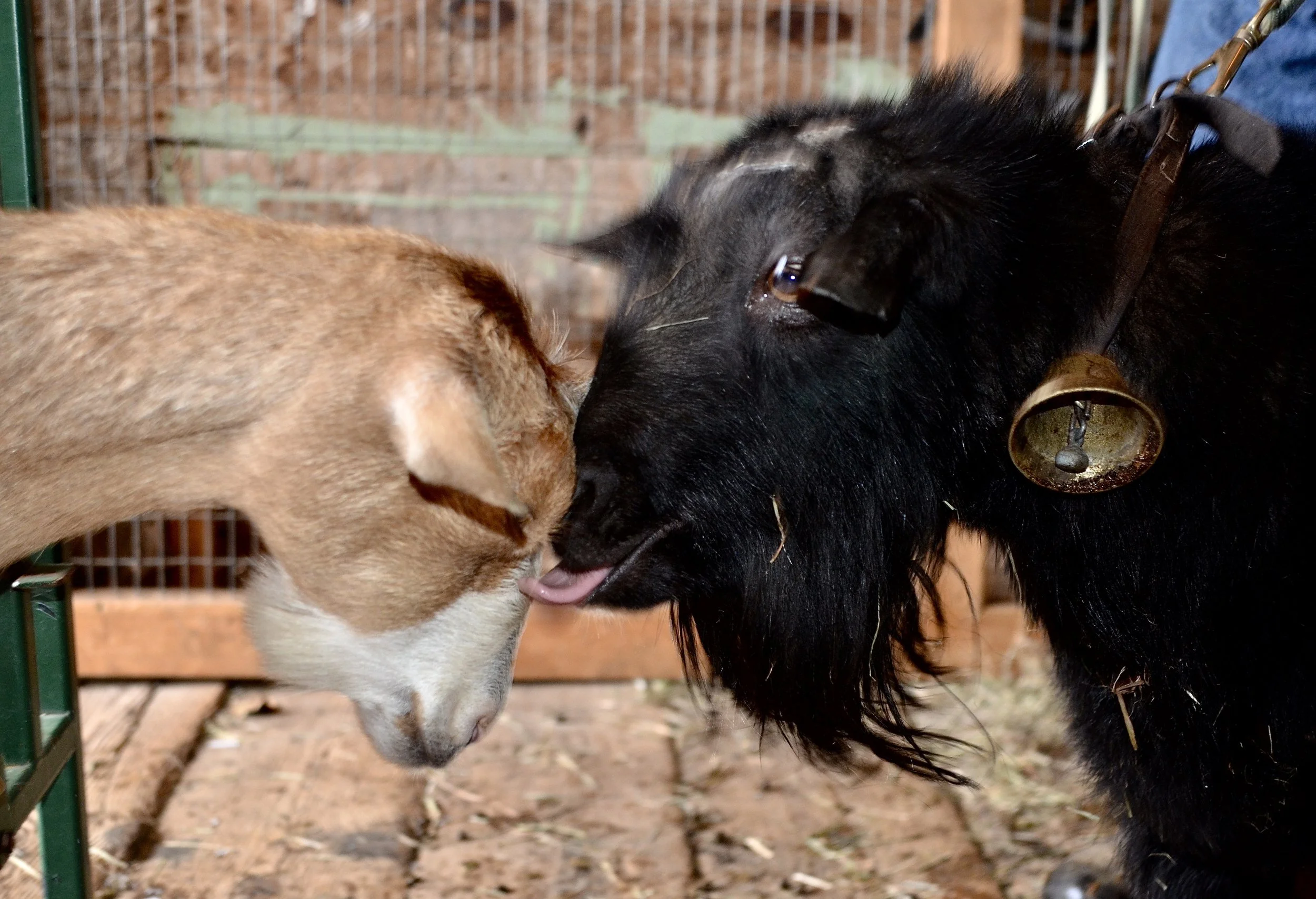 November 17th, 2018 - Katja Quinn &amp; Hercules on semen collection day