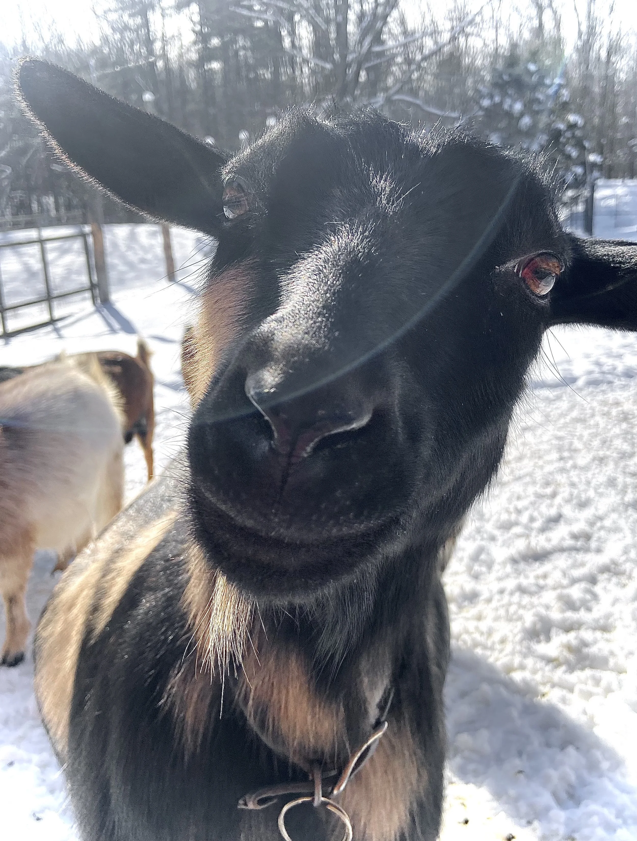 January 22nd, 2026 - Inquisitive Kate