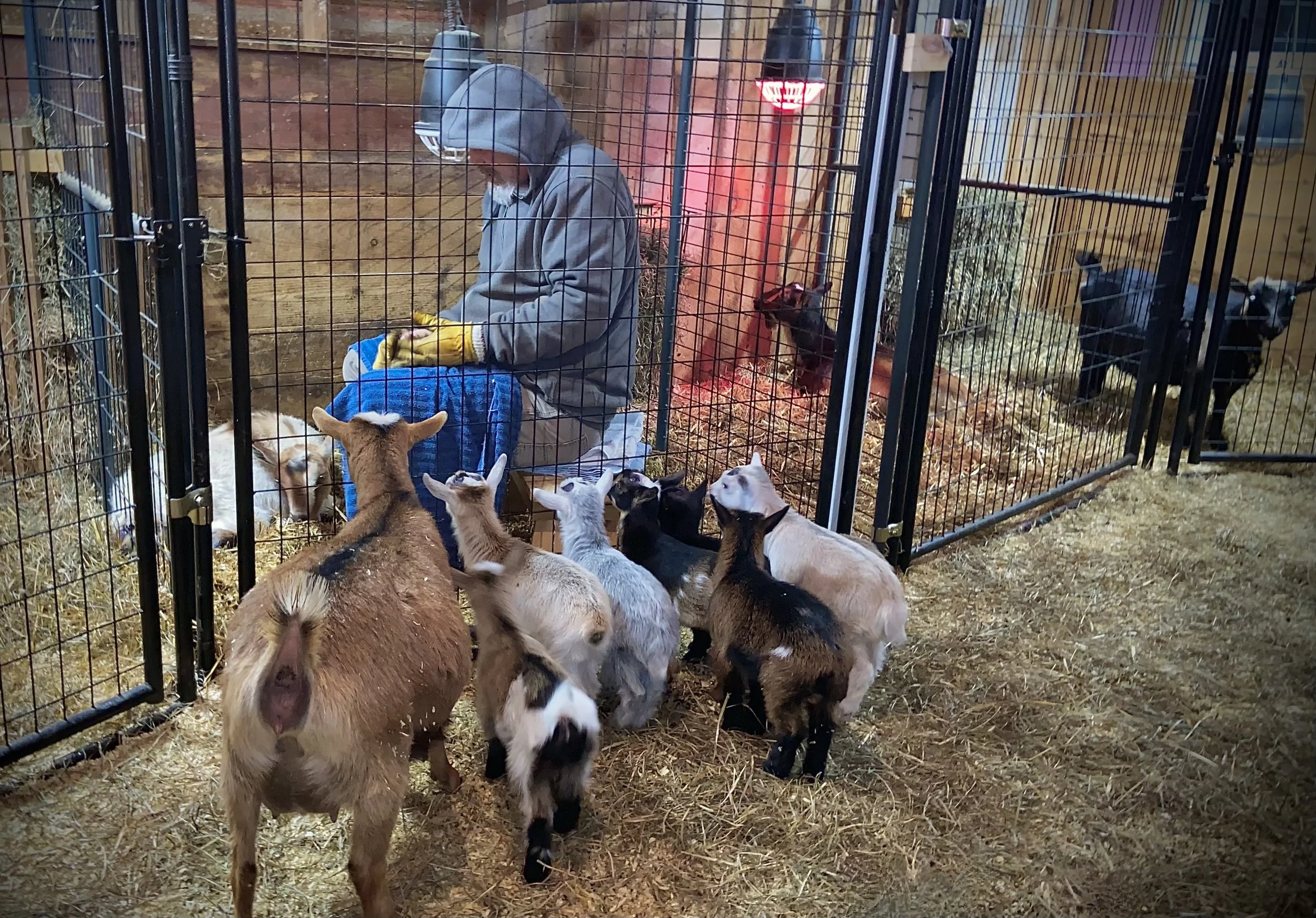 March 3rd, 2025 - Wyl sitting with Impala during her kidding