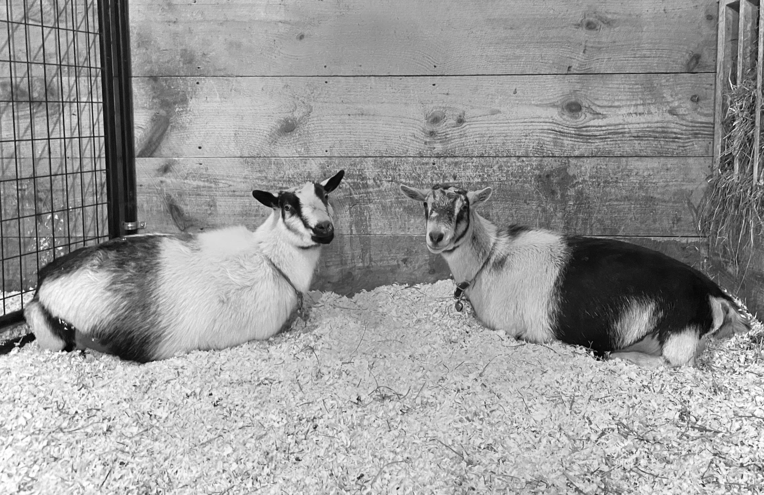 Feb. 17th, 2026 - May &amp; Ty hanging out together waiting to kid.