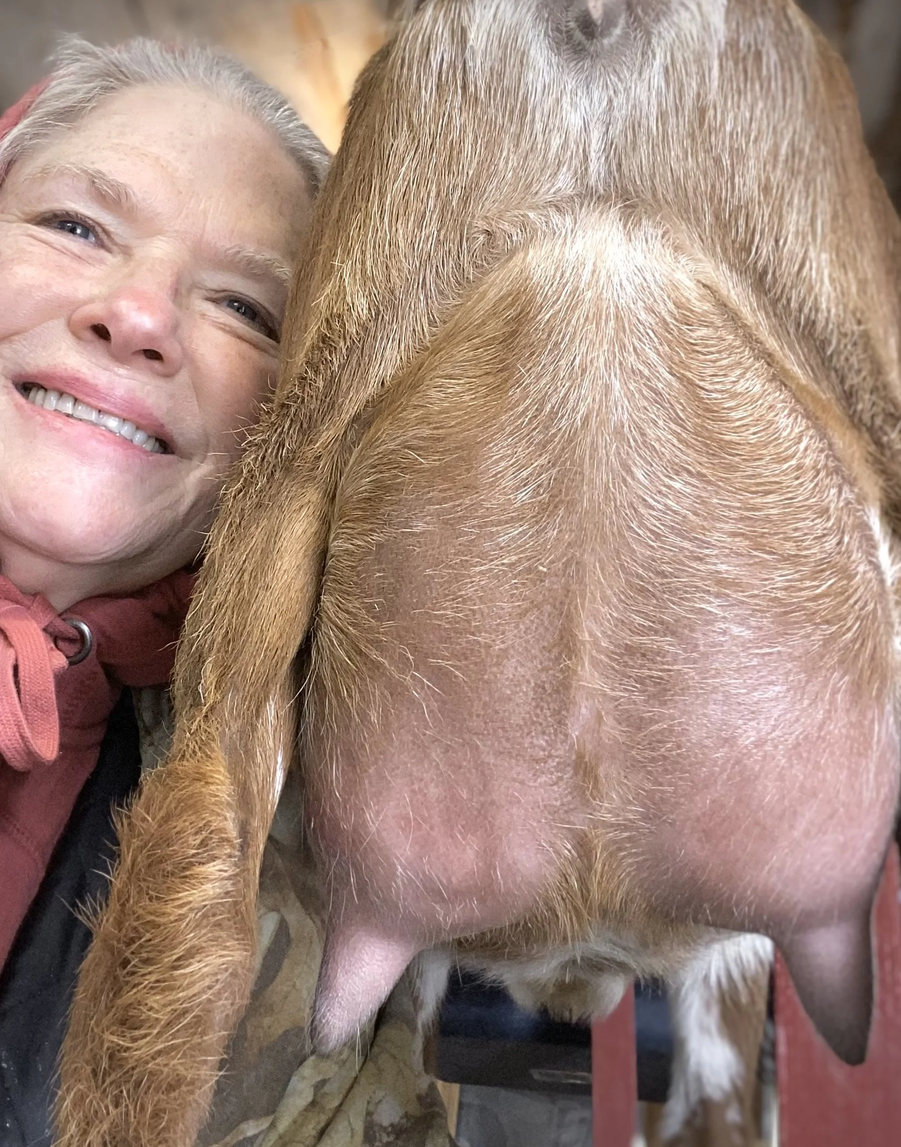 First fresh udder