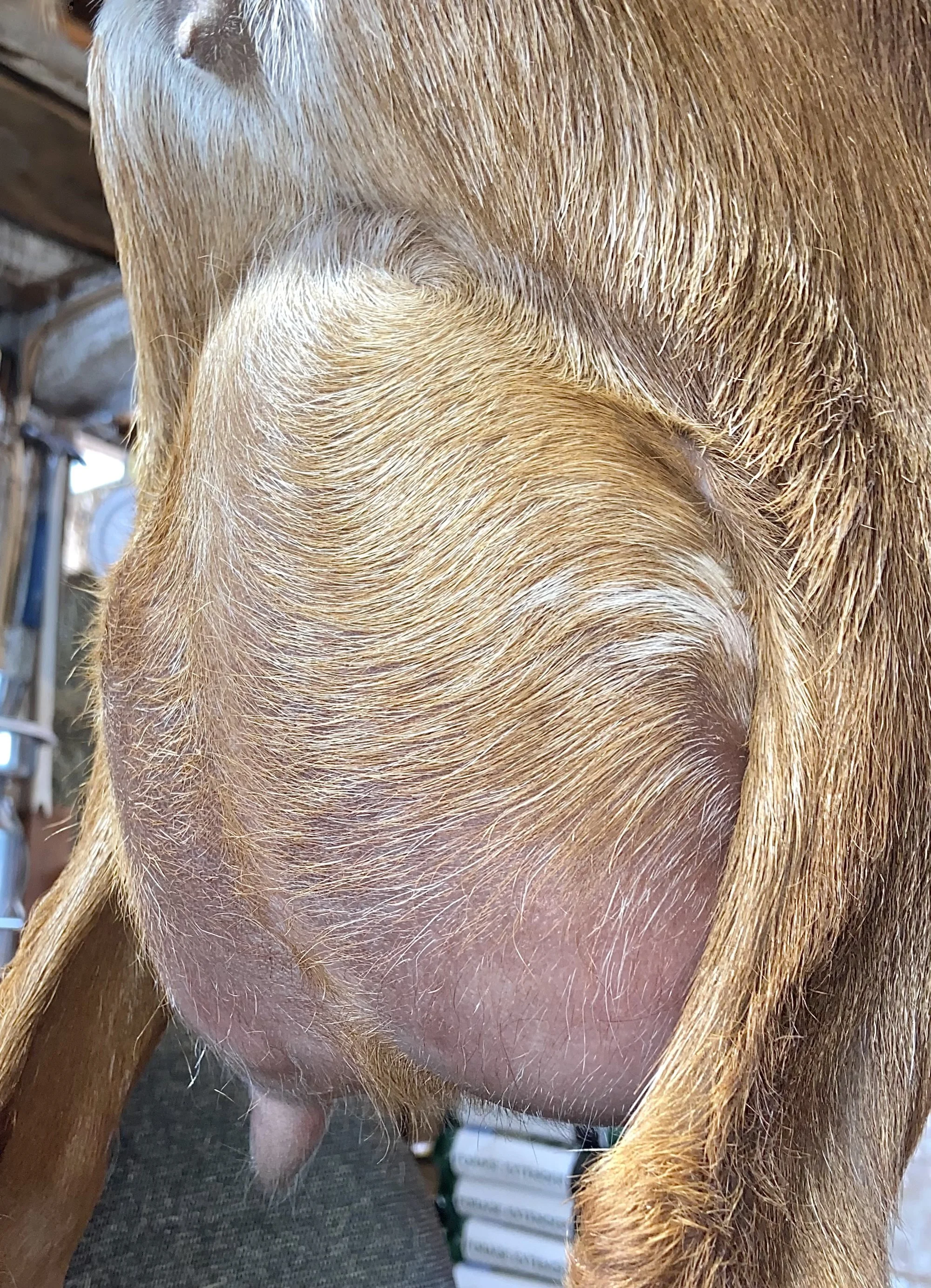 First fresh udder