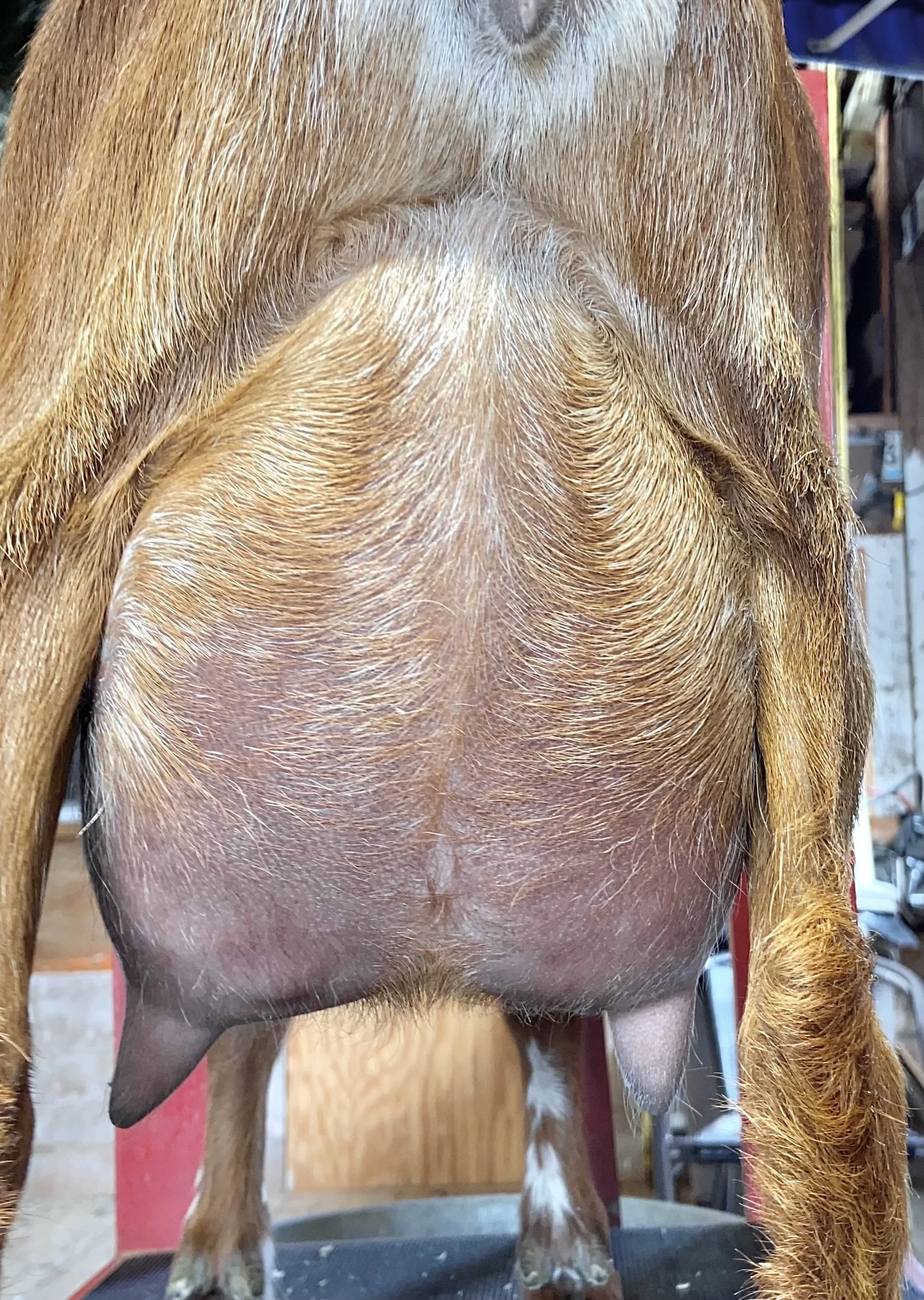 First fresh udder
