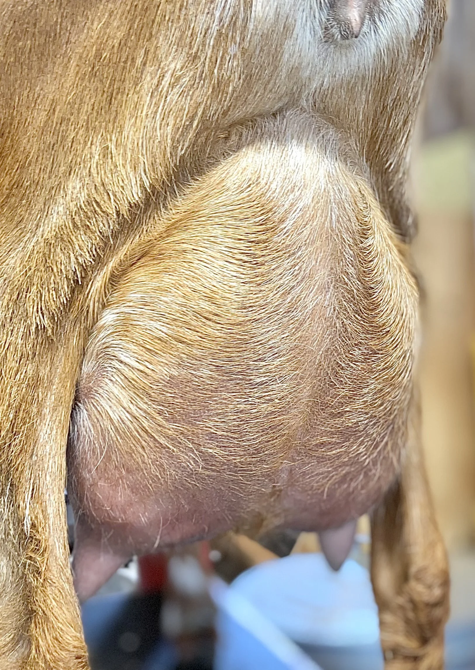 First fresh udder