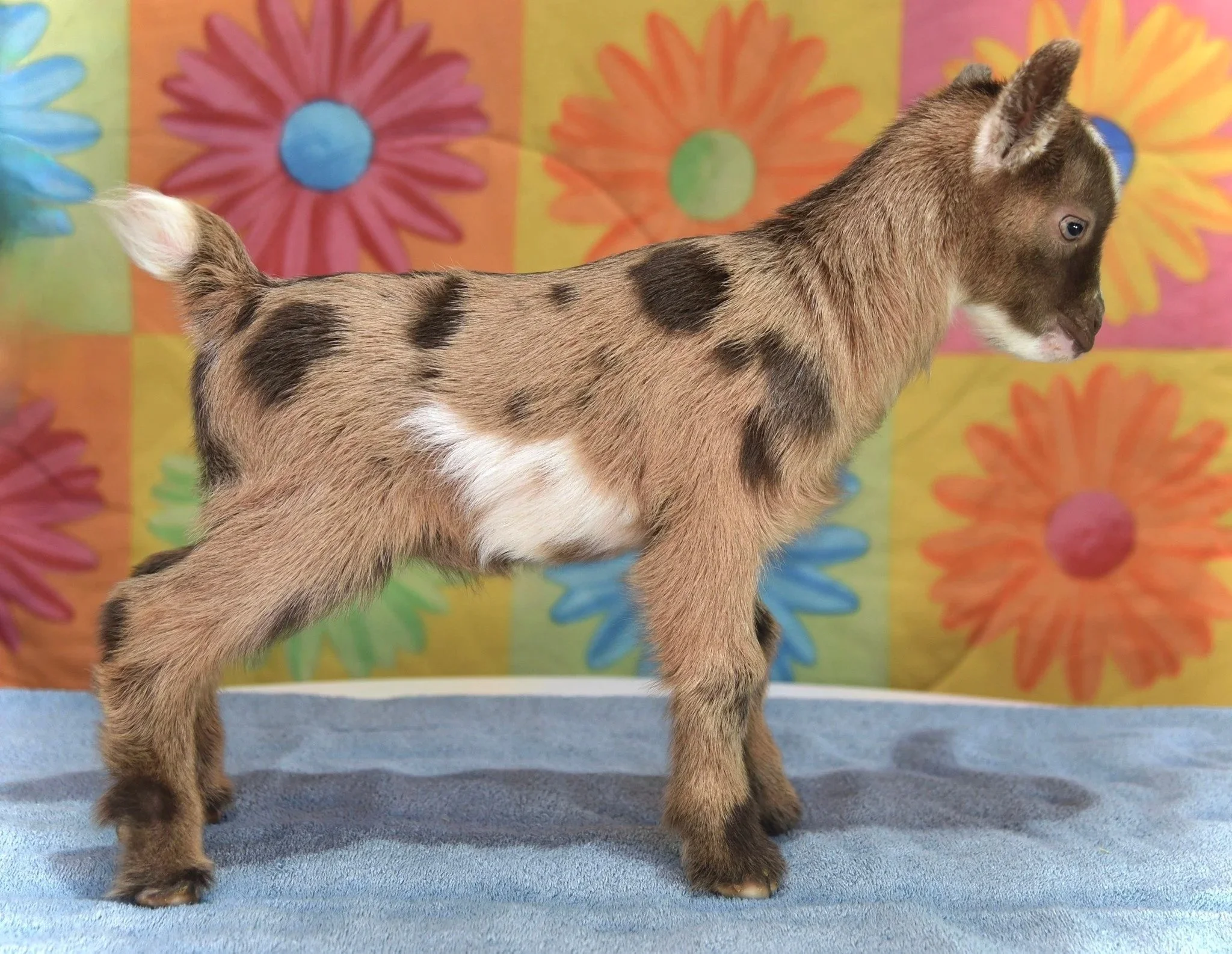 Two days old