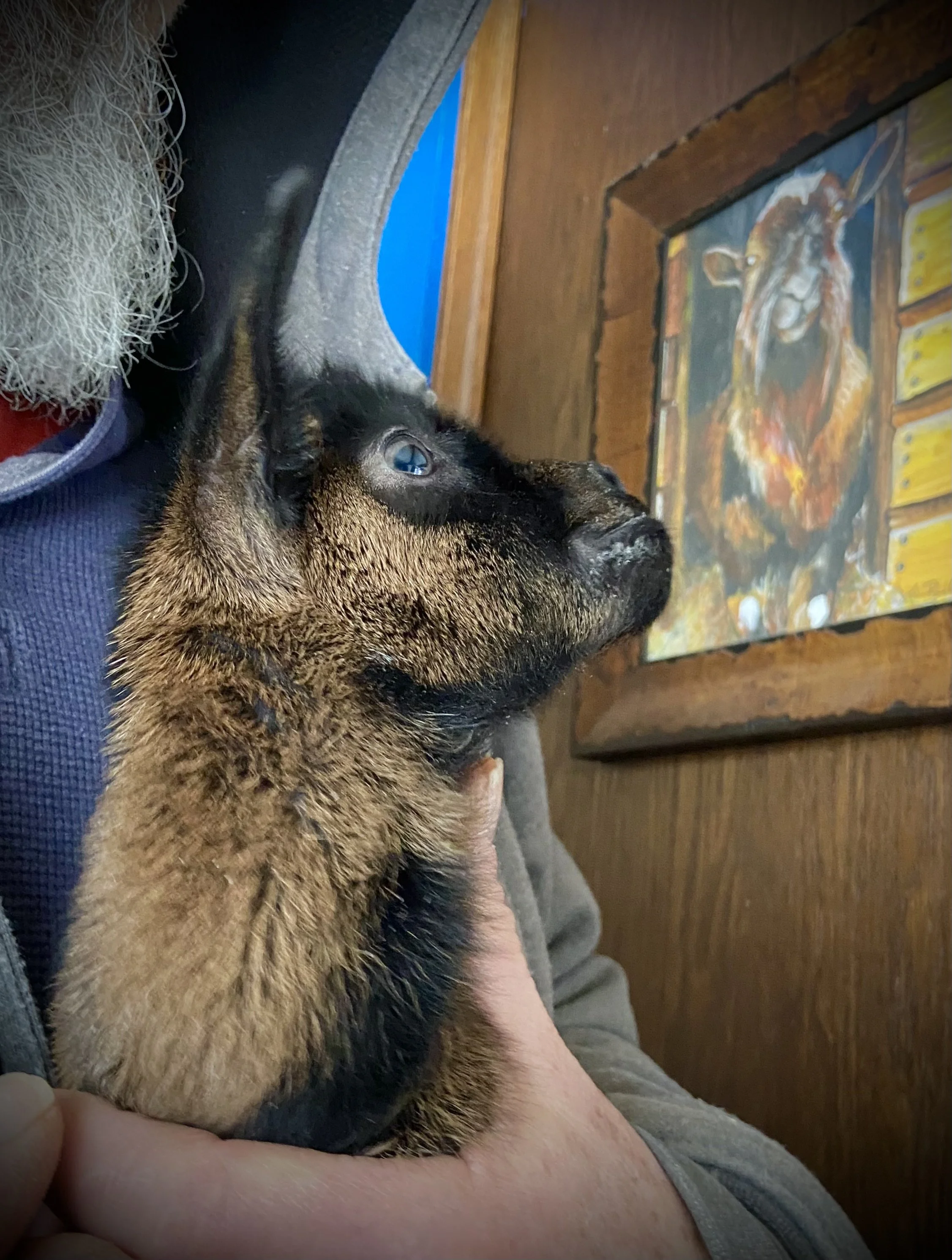 Old Mountain Farm Wynona at one day of age, looking at a painting of her great grandsire; Stag