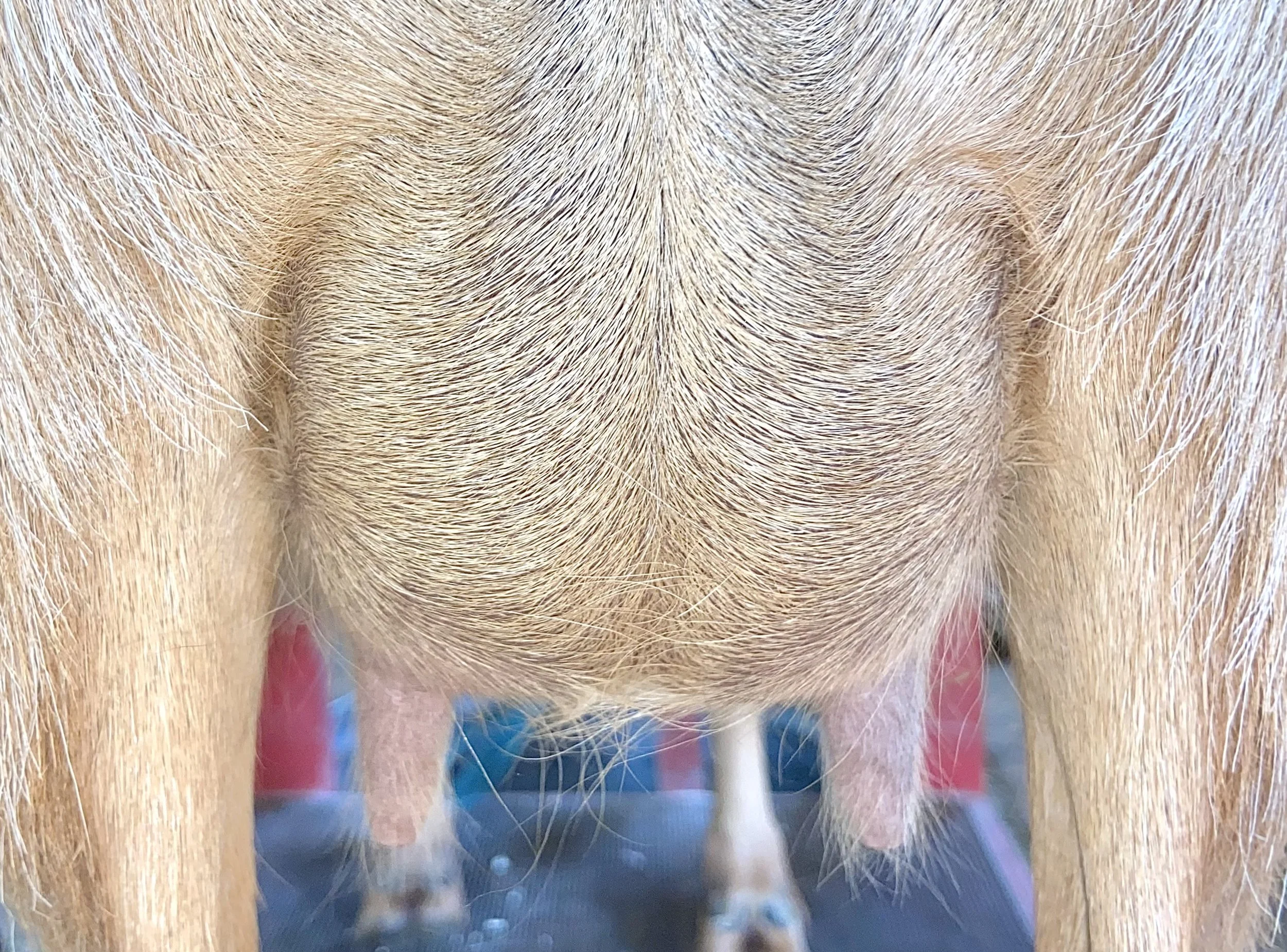 Developing 1st fresh udder-May 2026