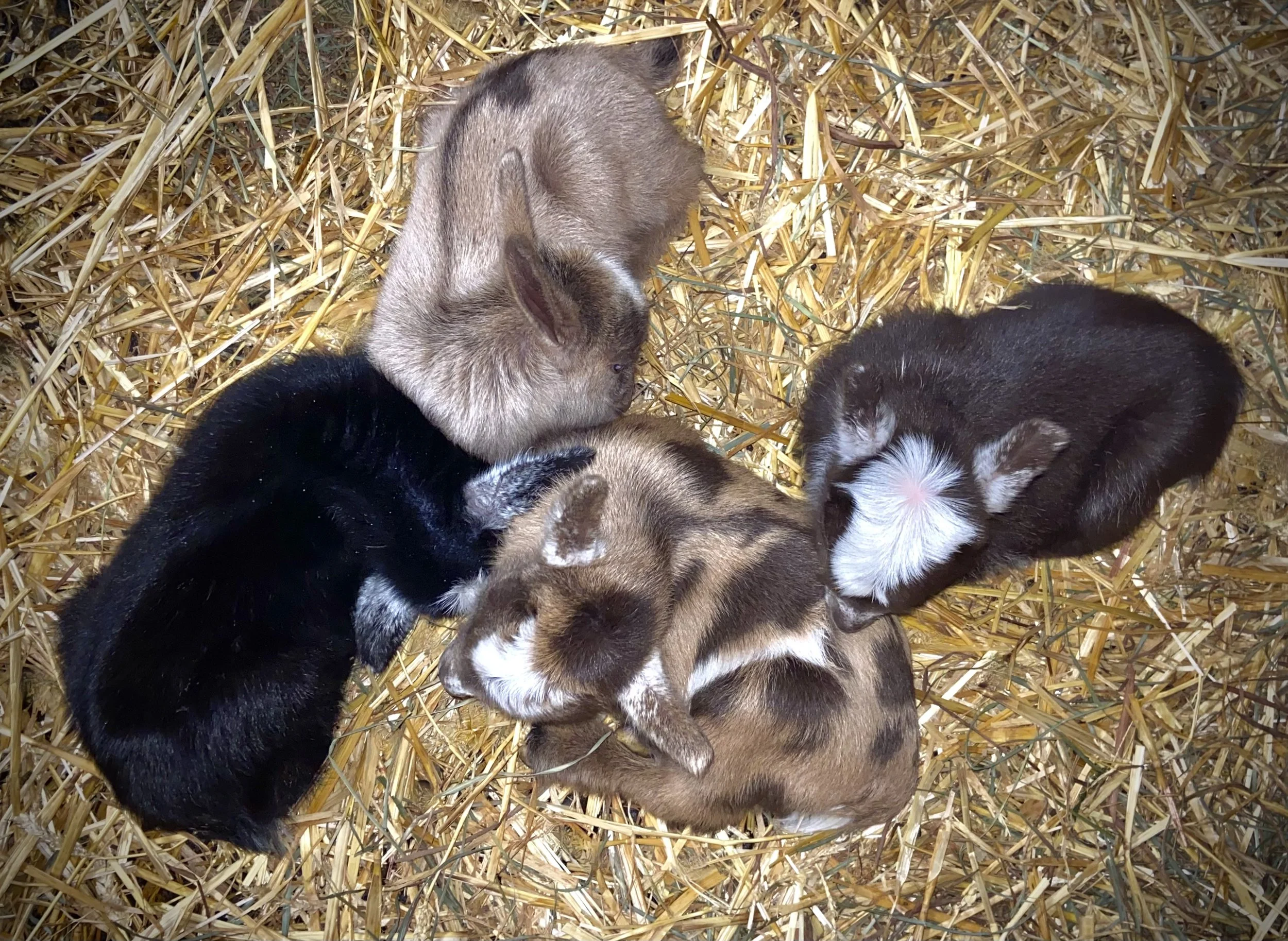 March 4th, 2026 - OMF Lovegrass' litter; Inagadadavida, Juice Bar, Love Bomb &amp; Steel Cut