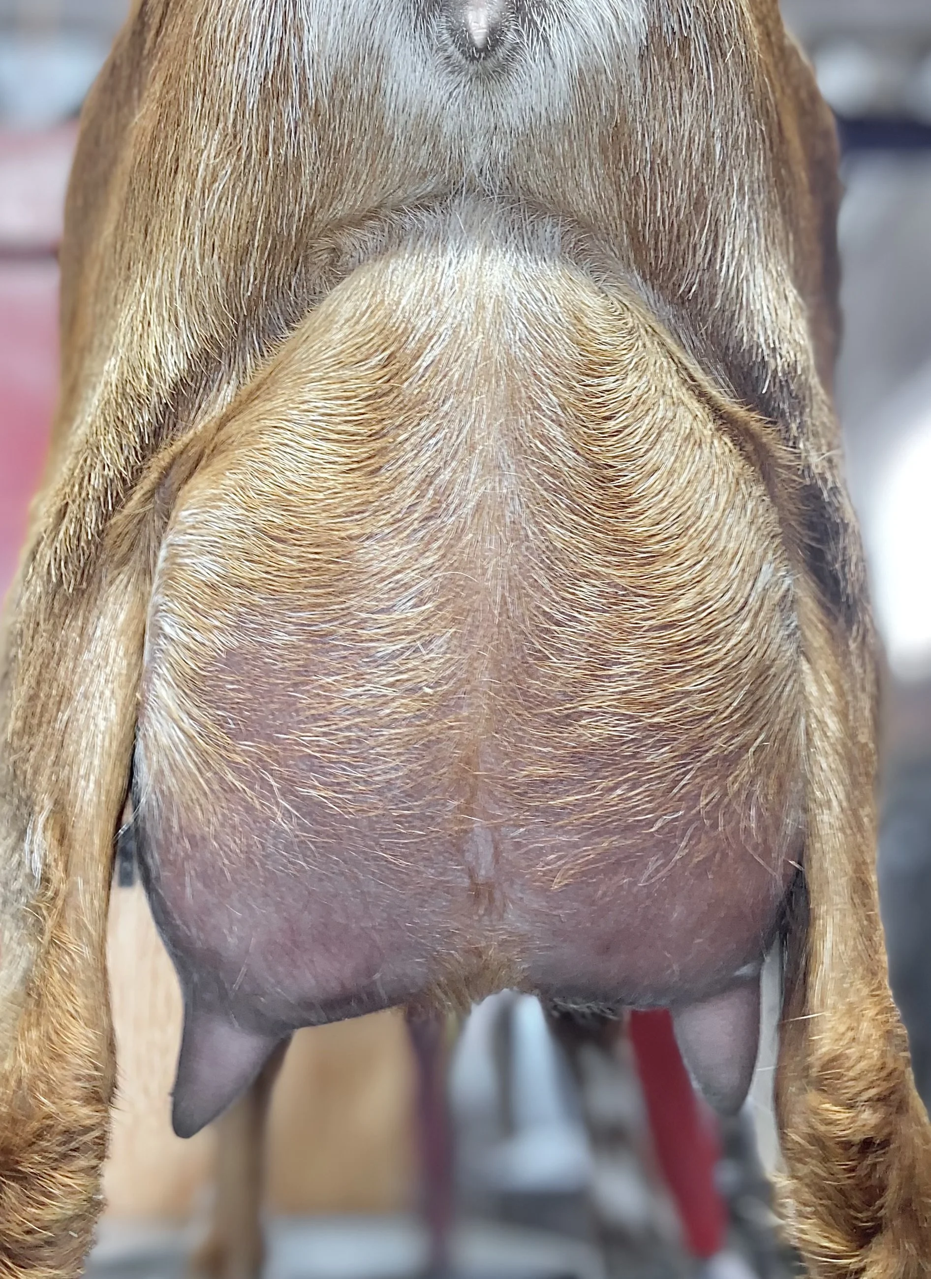 1st fresh udder - 4/7/24