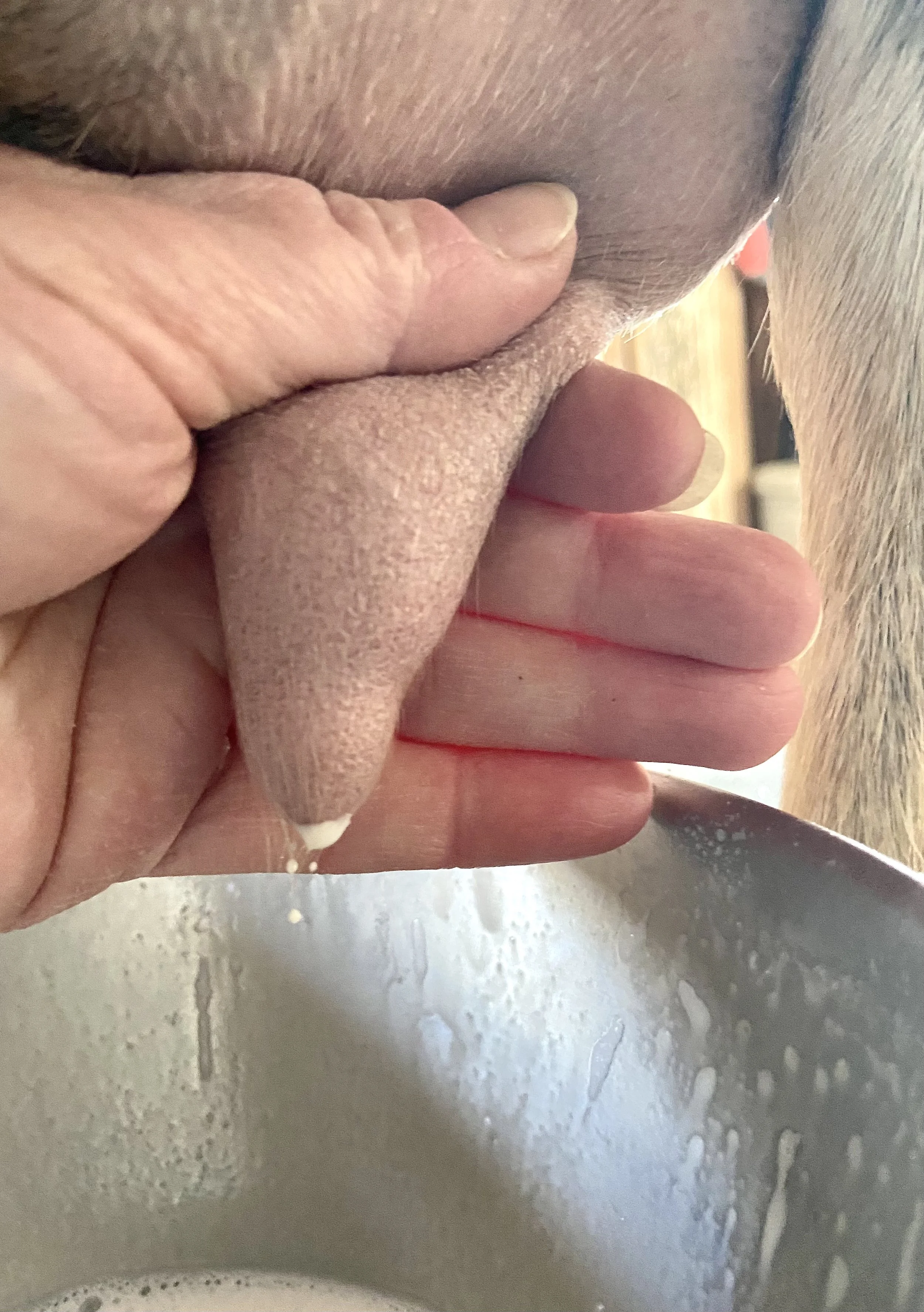 morning milking 2/28/26