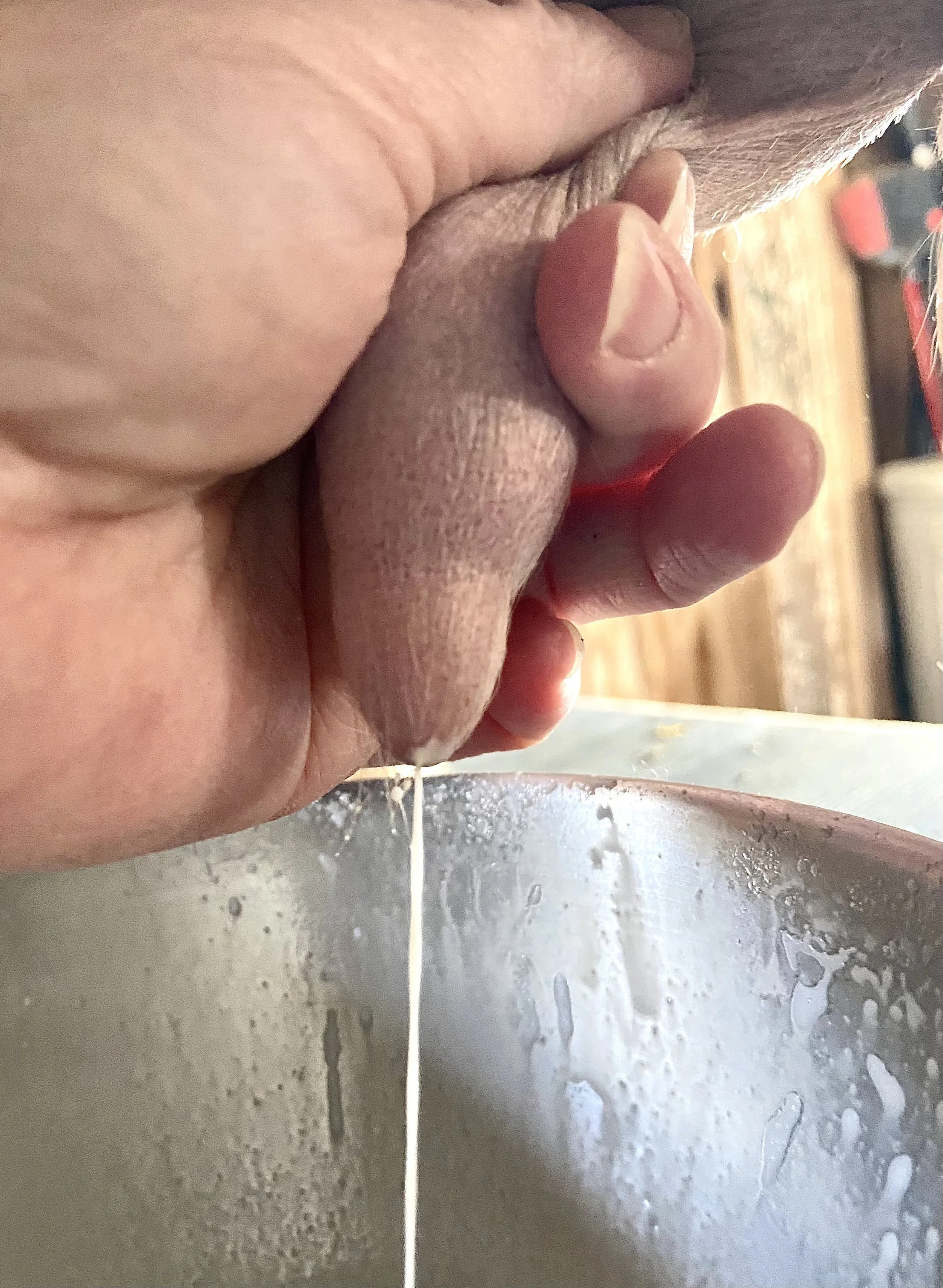 morning milking 2/28/26