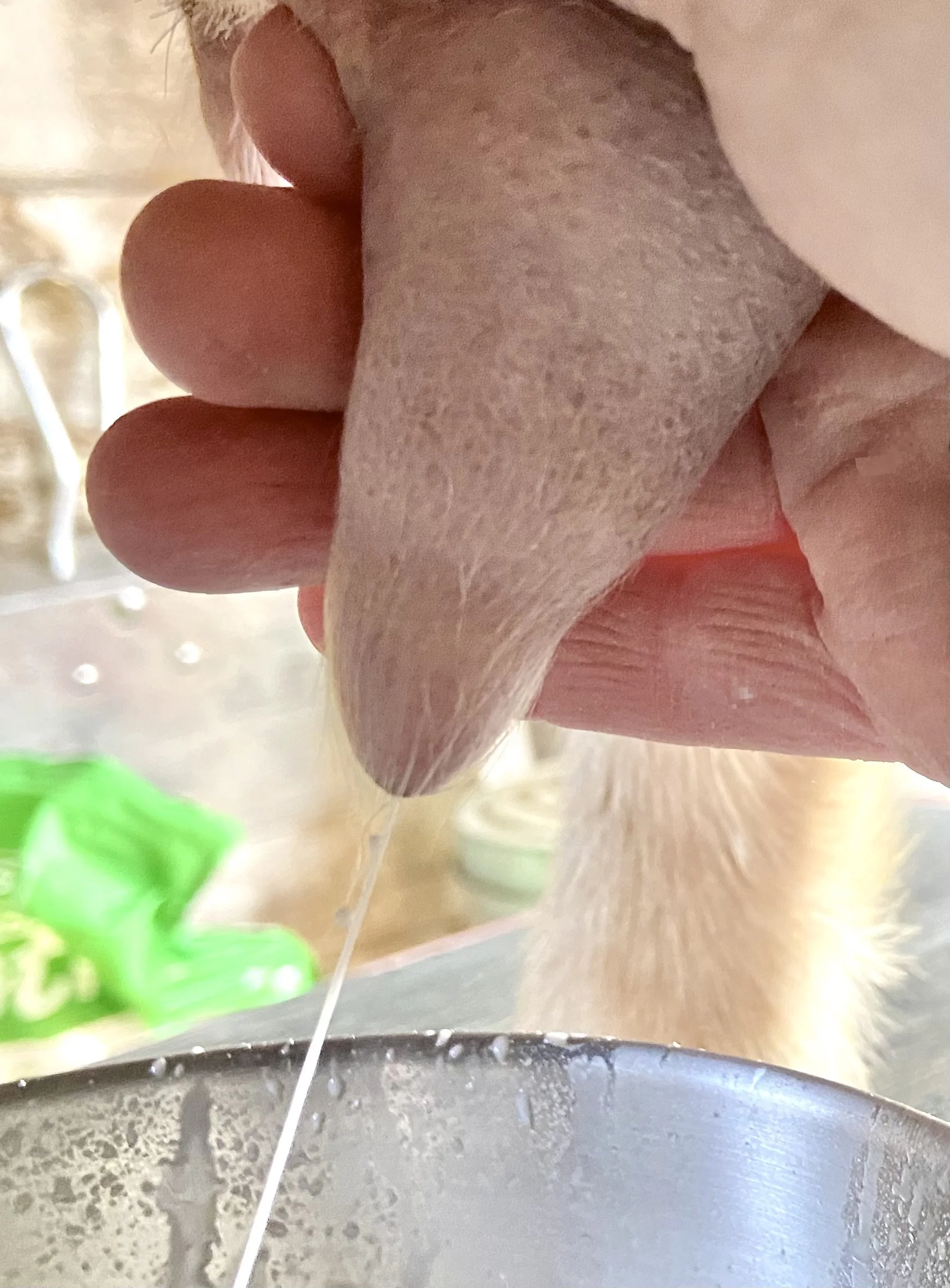 3/2/26 - morning milking