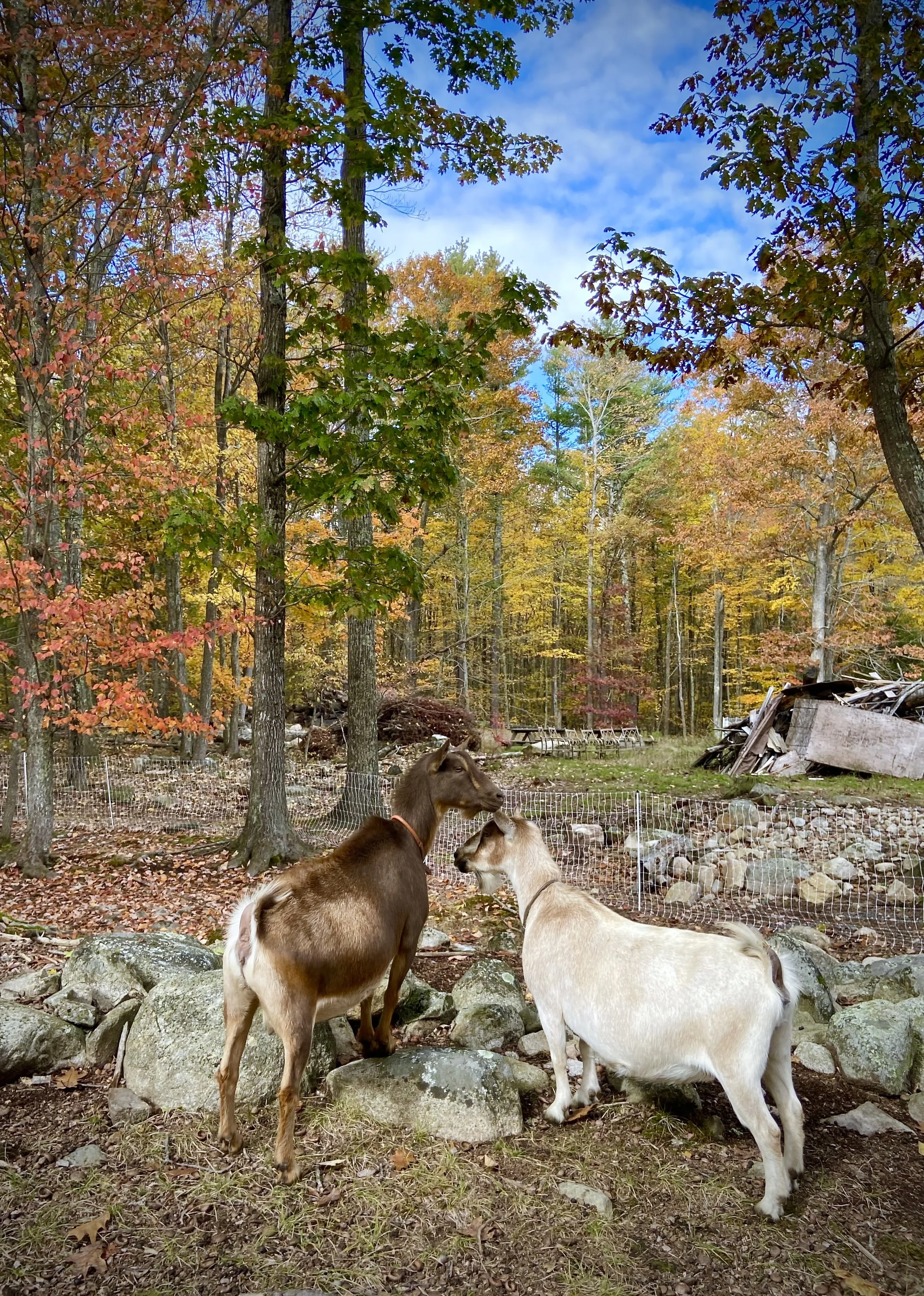 October 24th, 2025 -  mother &amp; daughter; Swift Impala &amp; Sweet Hart 