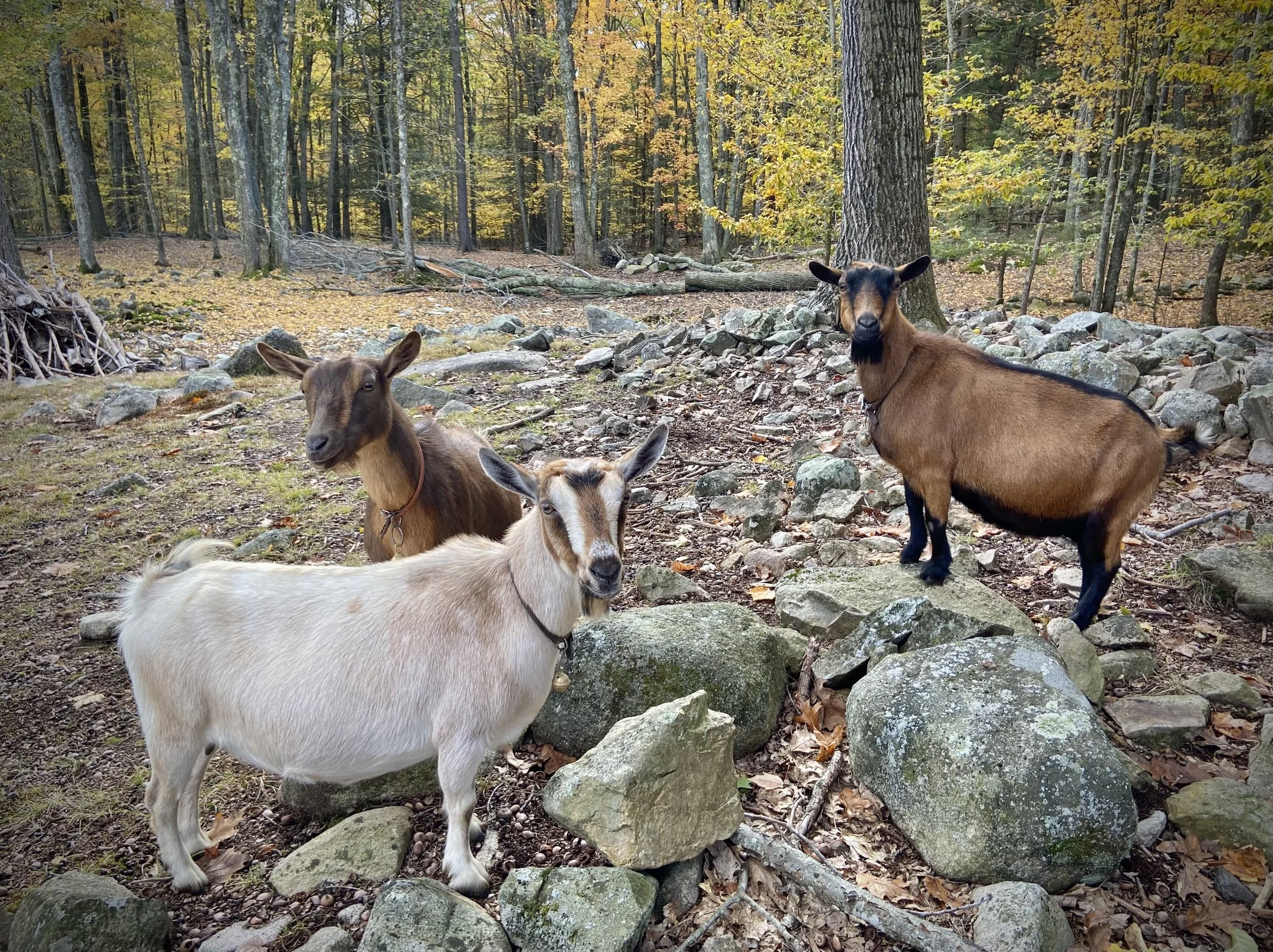 October 24th, 2025 -  Swift Impala w/ Skinny &amp; Sweet Hart 
