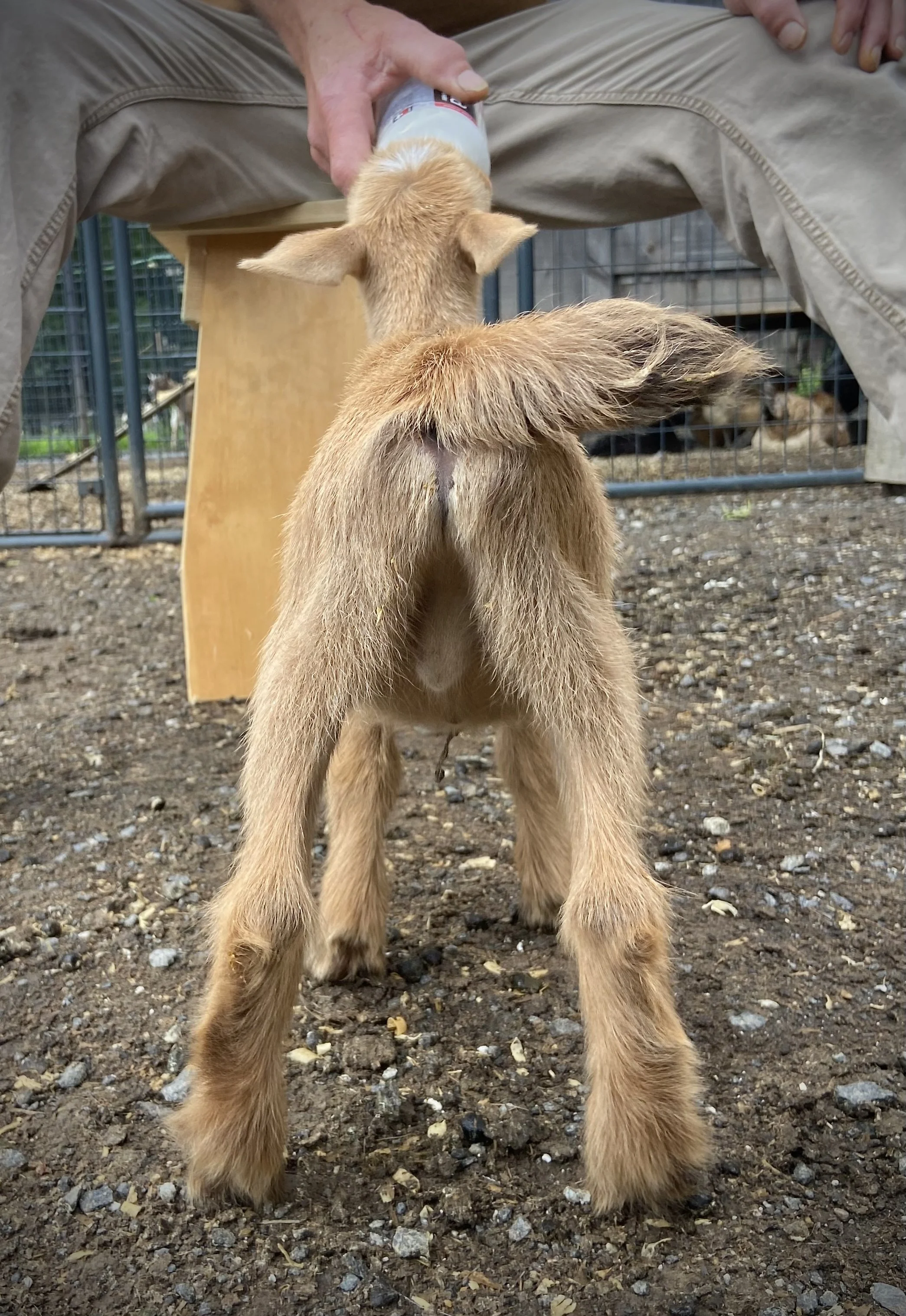 8 days old