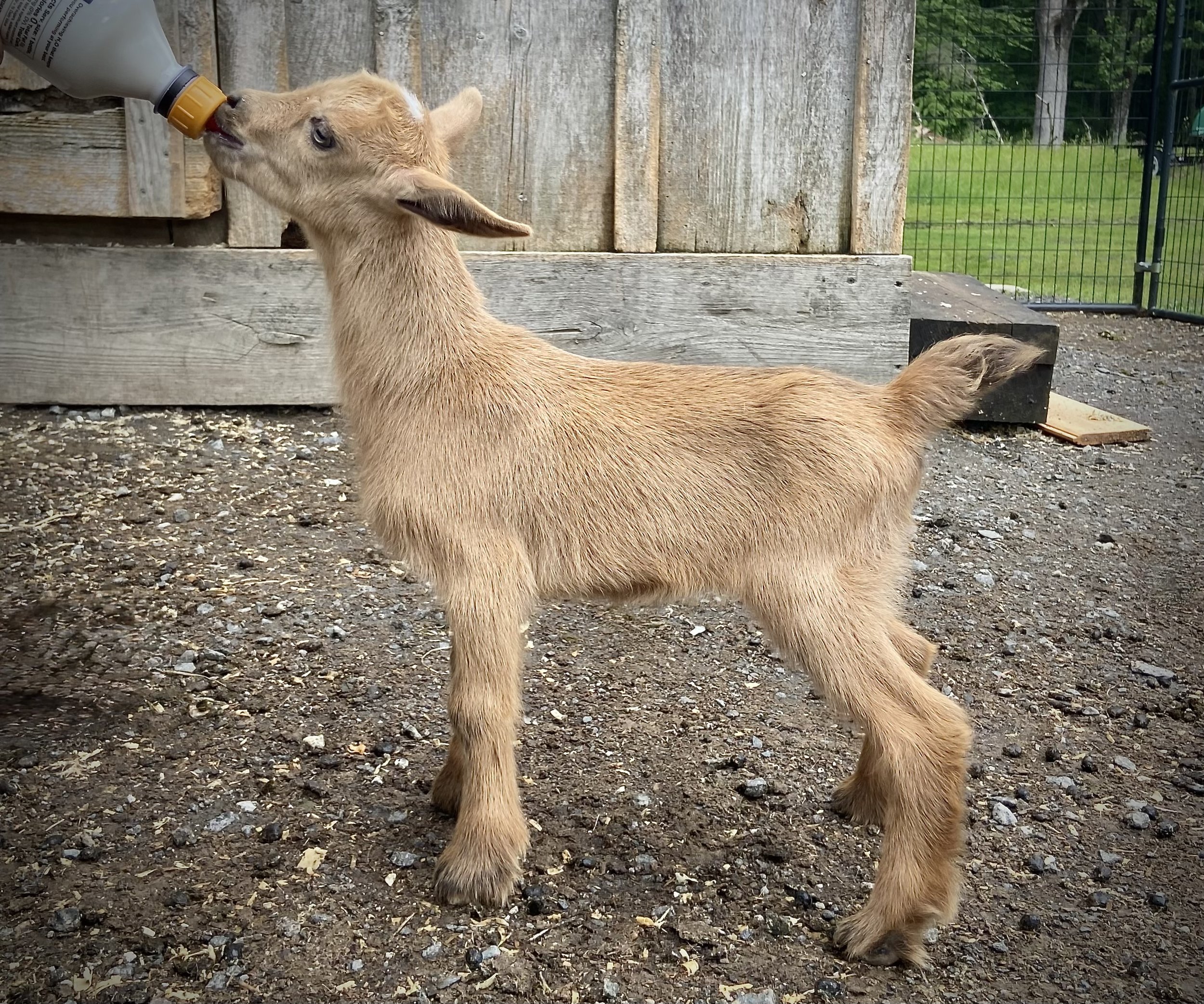 8 days old