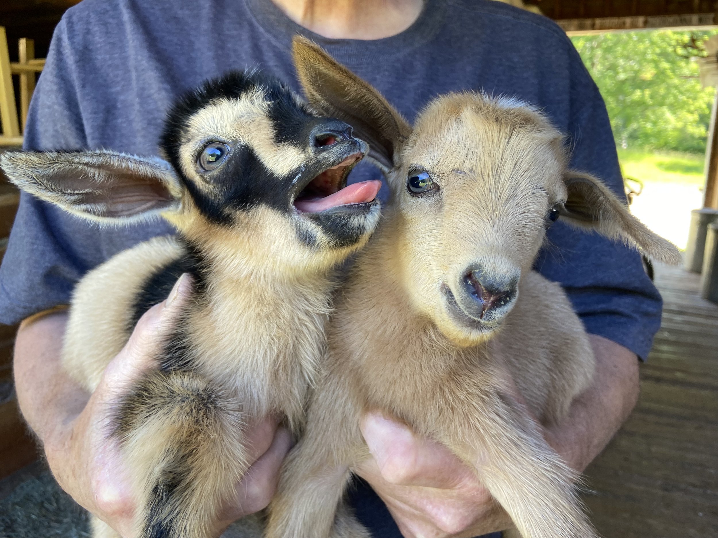 Pain Pill with his littemate brother; Lentil at about one-half hour of age