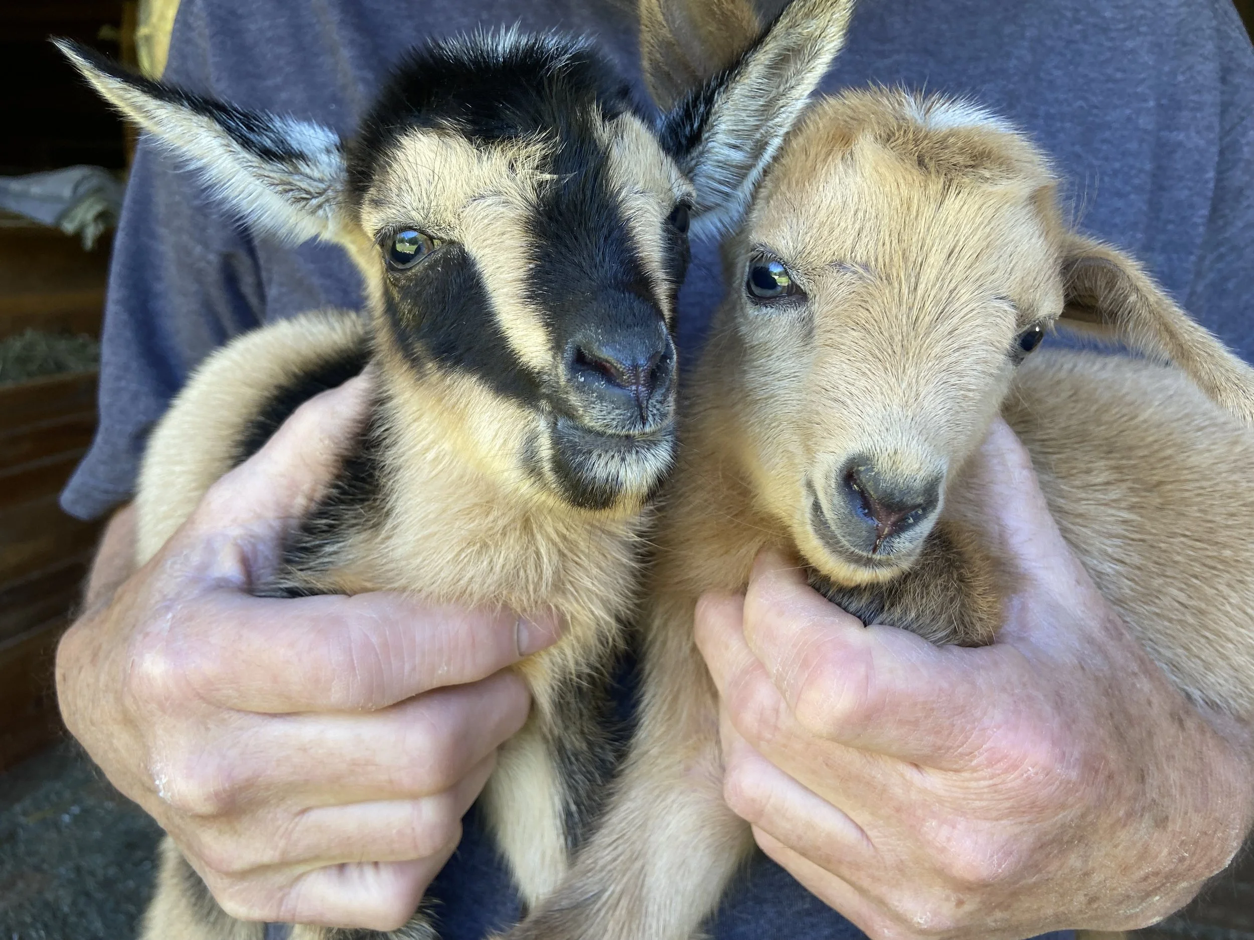 Pain Pill with his littemate brother; Lentil at about one-half hour of age