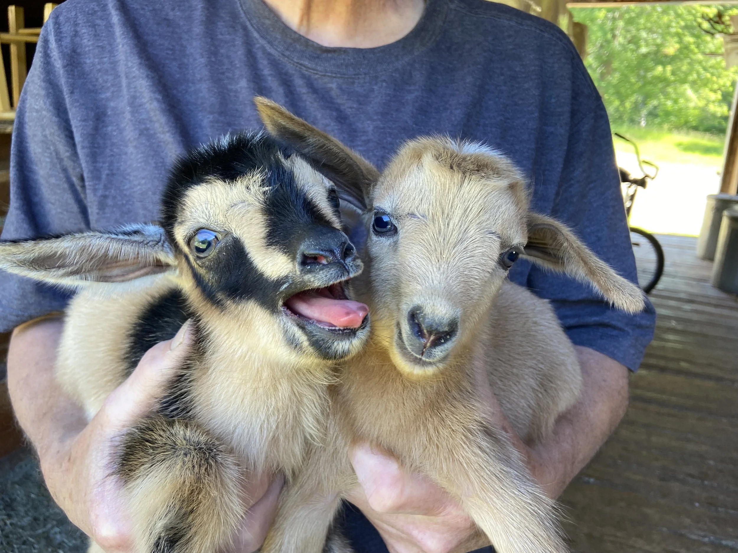 Pain Pill with his littemate brother; Lentil at about one-half hour of age