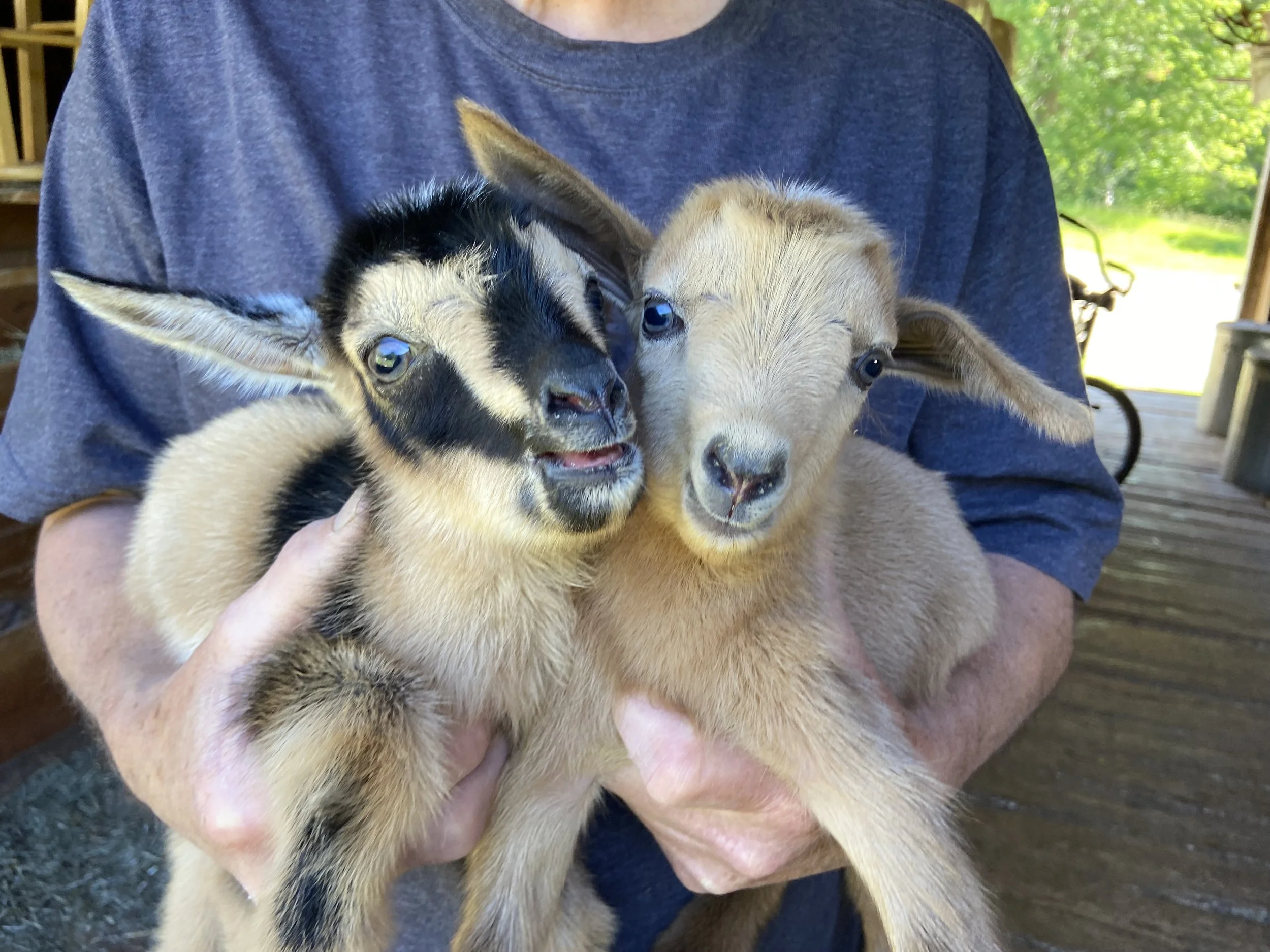 Pain Pill with his littemate brother; Lentil at about one-half hour of age