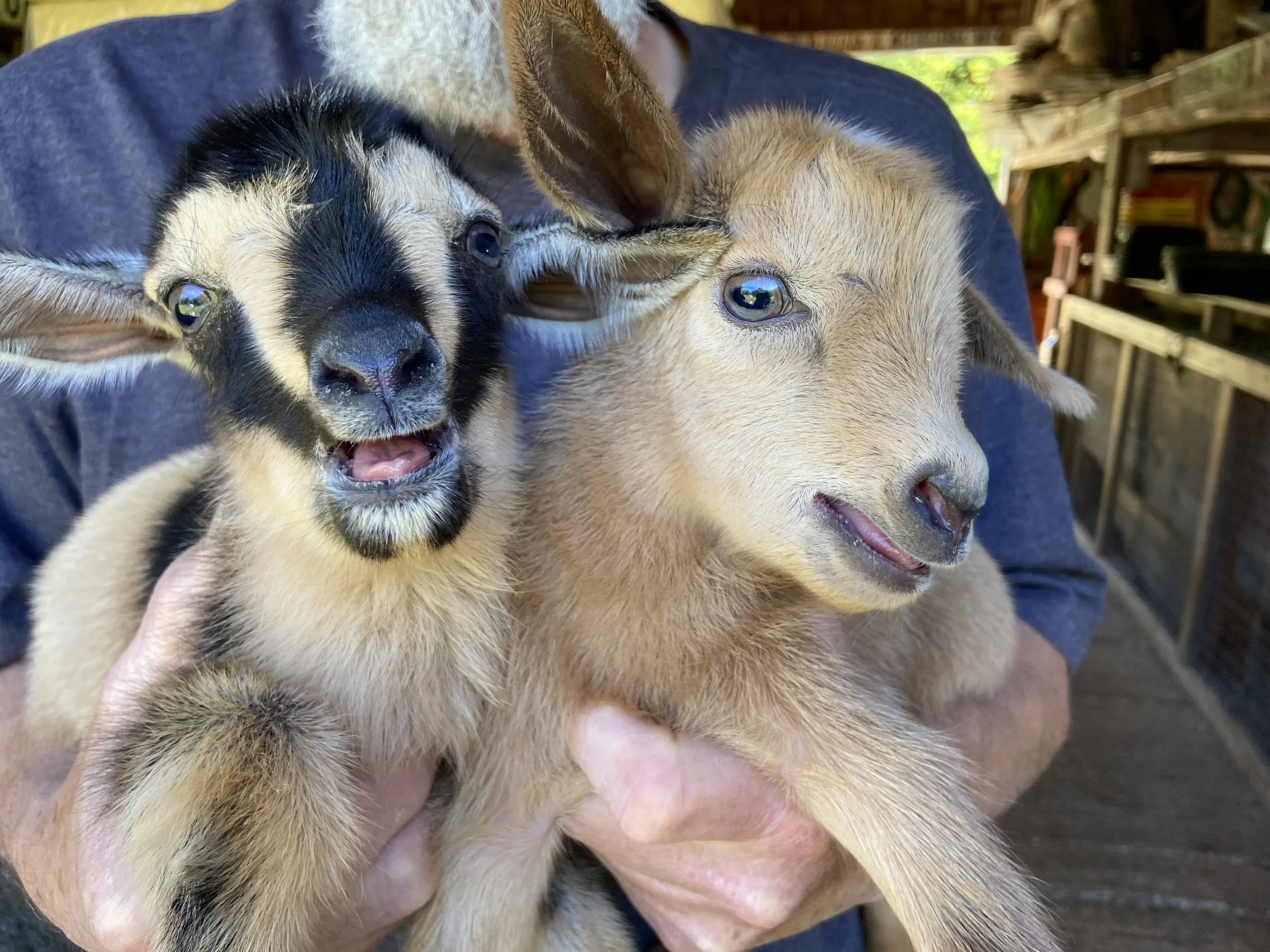 Pain Pill with his littemate brother; Lentil at about one-half hour of age
