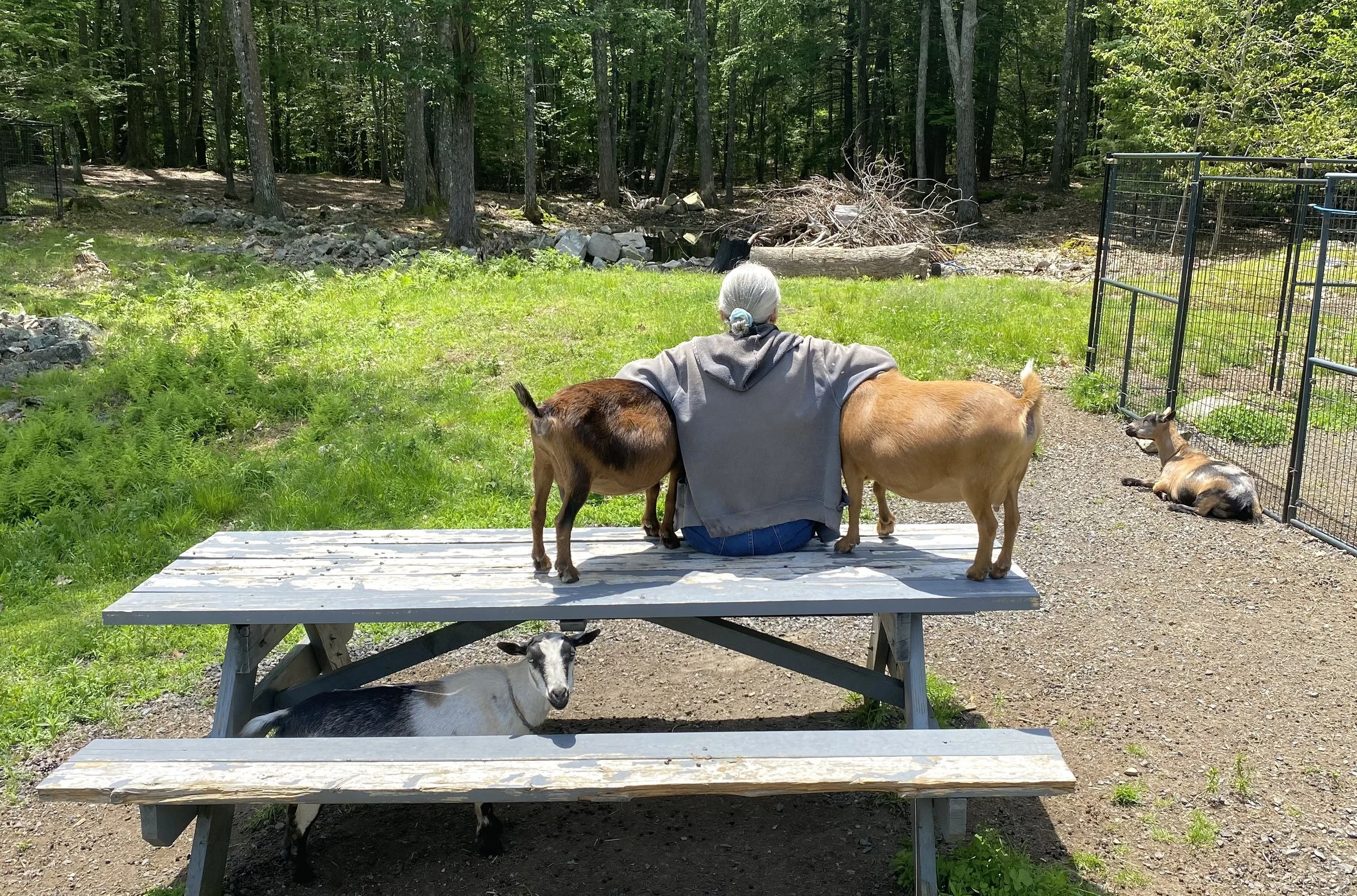 Honey hanging out with Cheryle &amp; LeeLoni - 6/15/25