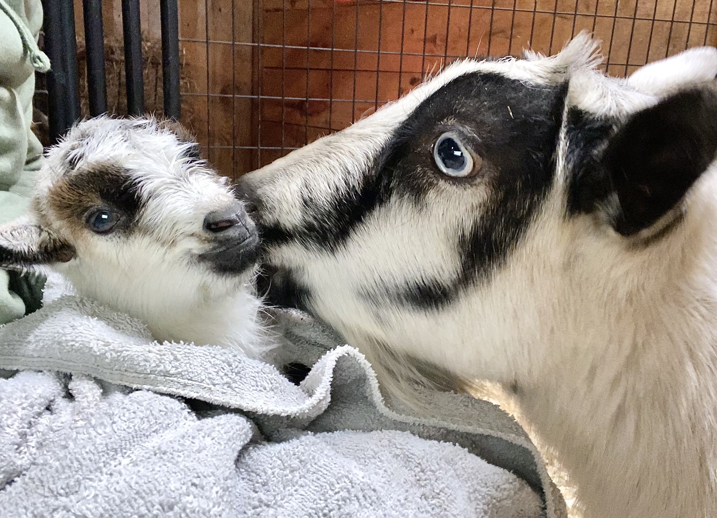 (2025-2-8) Ty w/her newborn mini-me