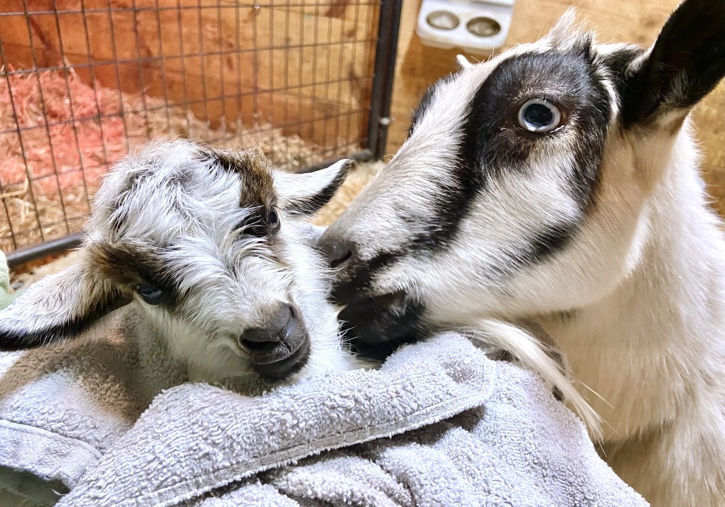 (2025-2-8) Ty w/her newborn mini-me