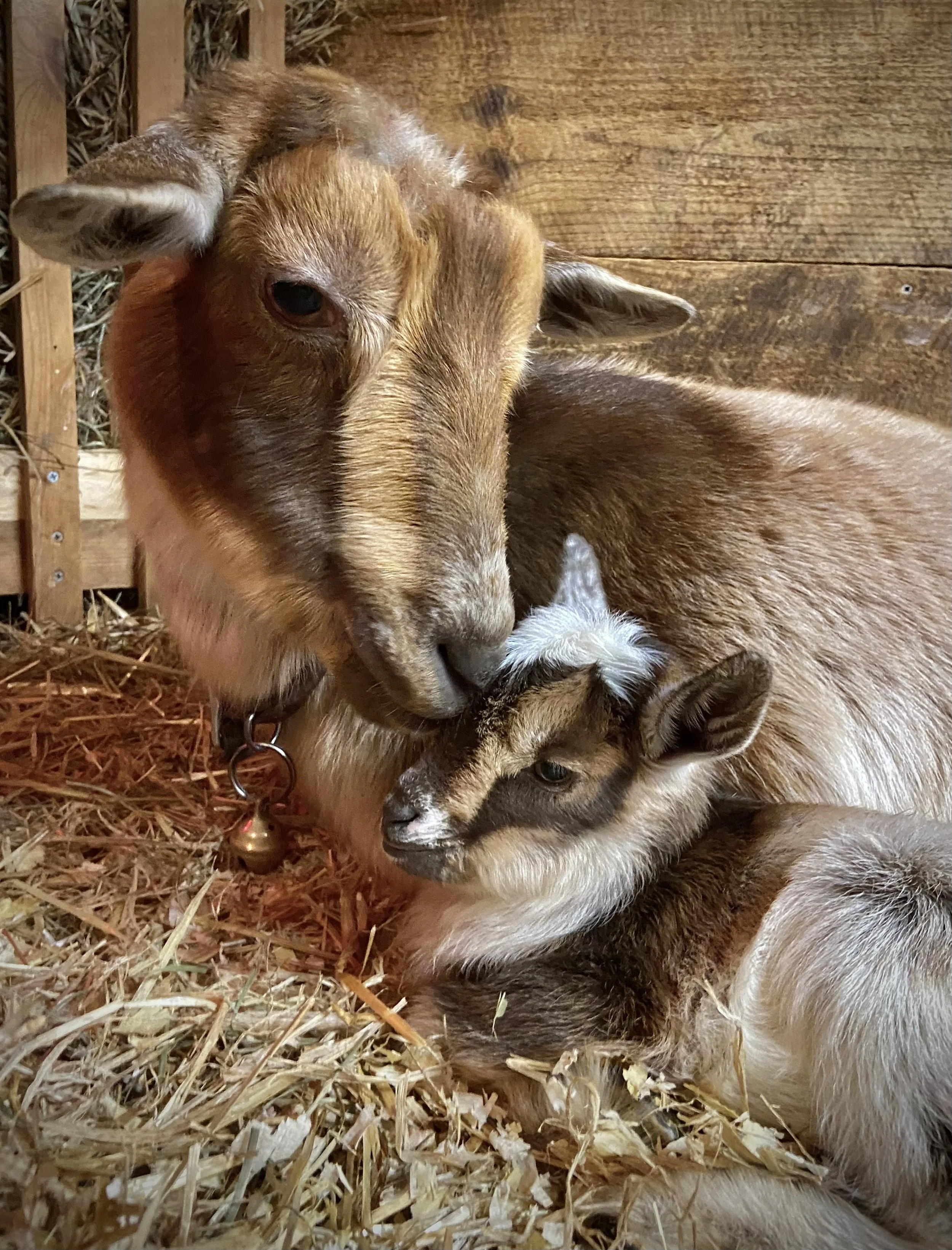 February 9th 2025 - Zelle with her newborn daughter; ZVanna Rider