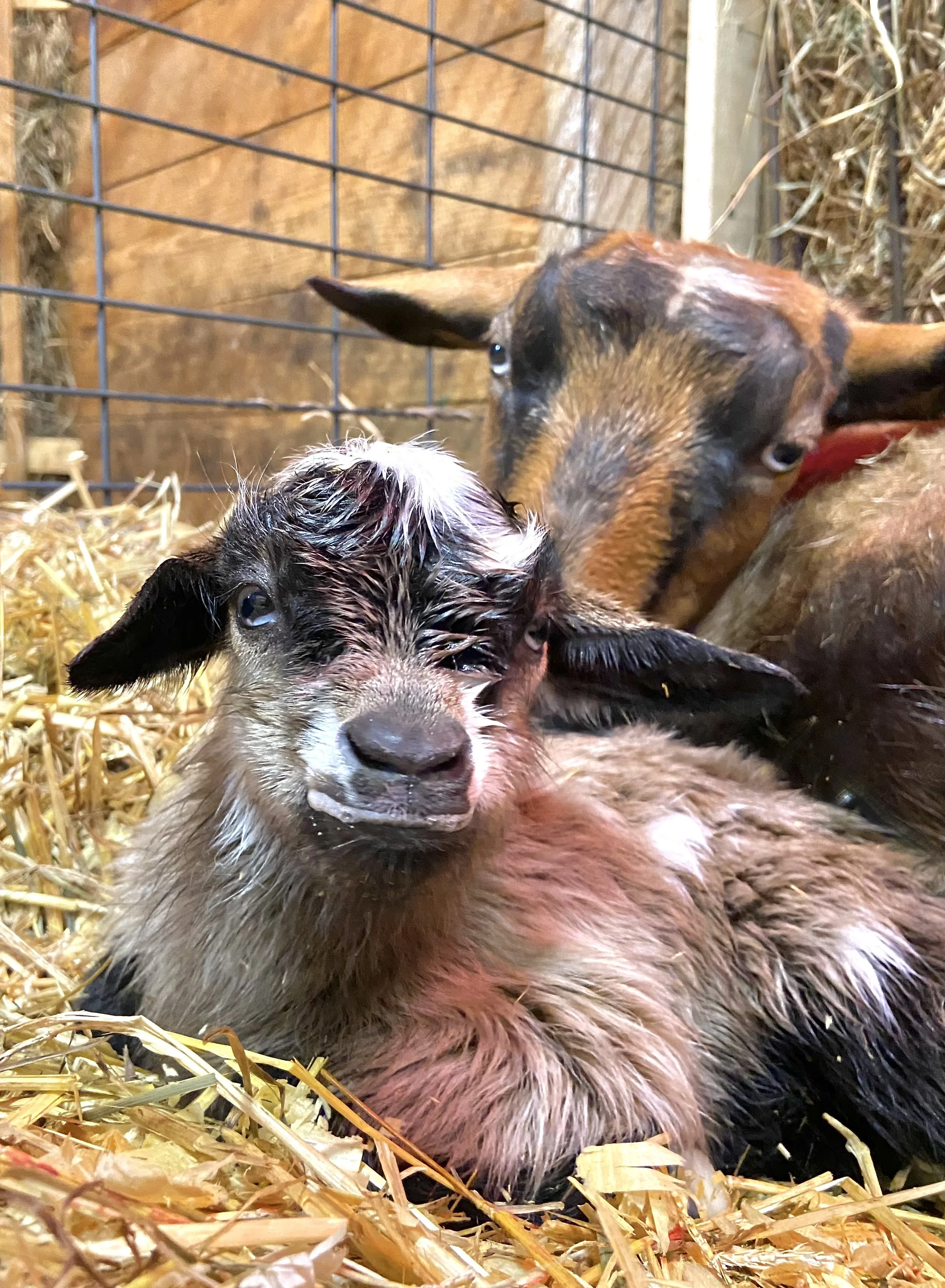 Feb. 11th, 2025 - Shivoo with her newborn kids