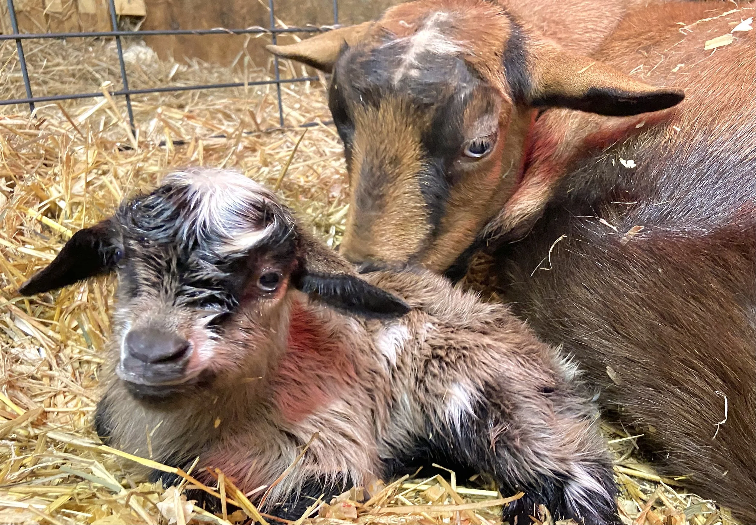 Feb. 11th, 2025 - Shivoo with her newborn kids
