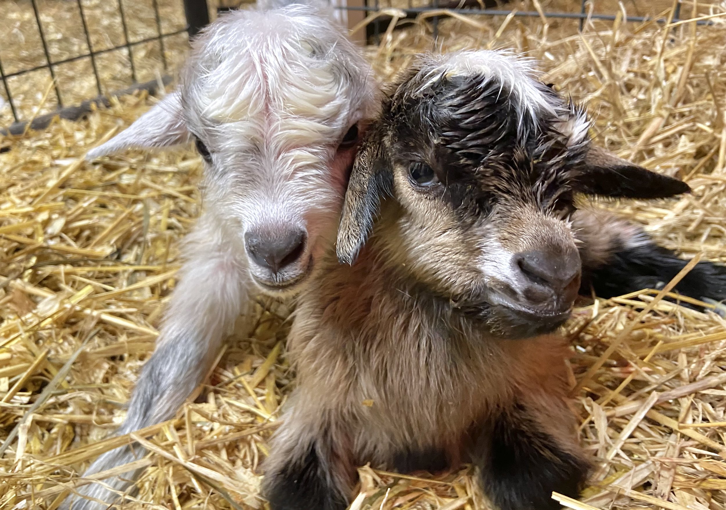Feb. 11th, 2025 - Shivoo with her newborn kids